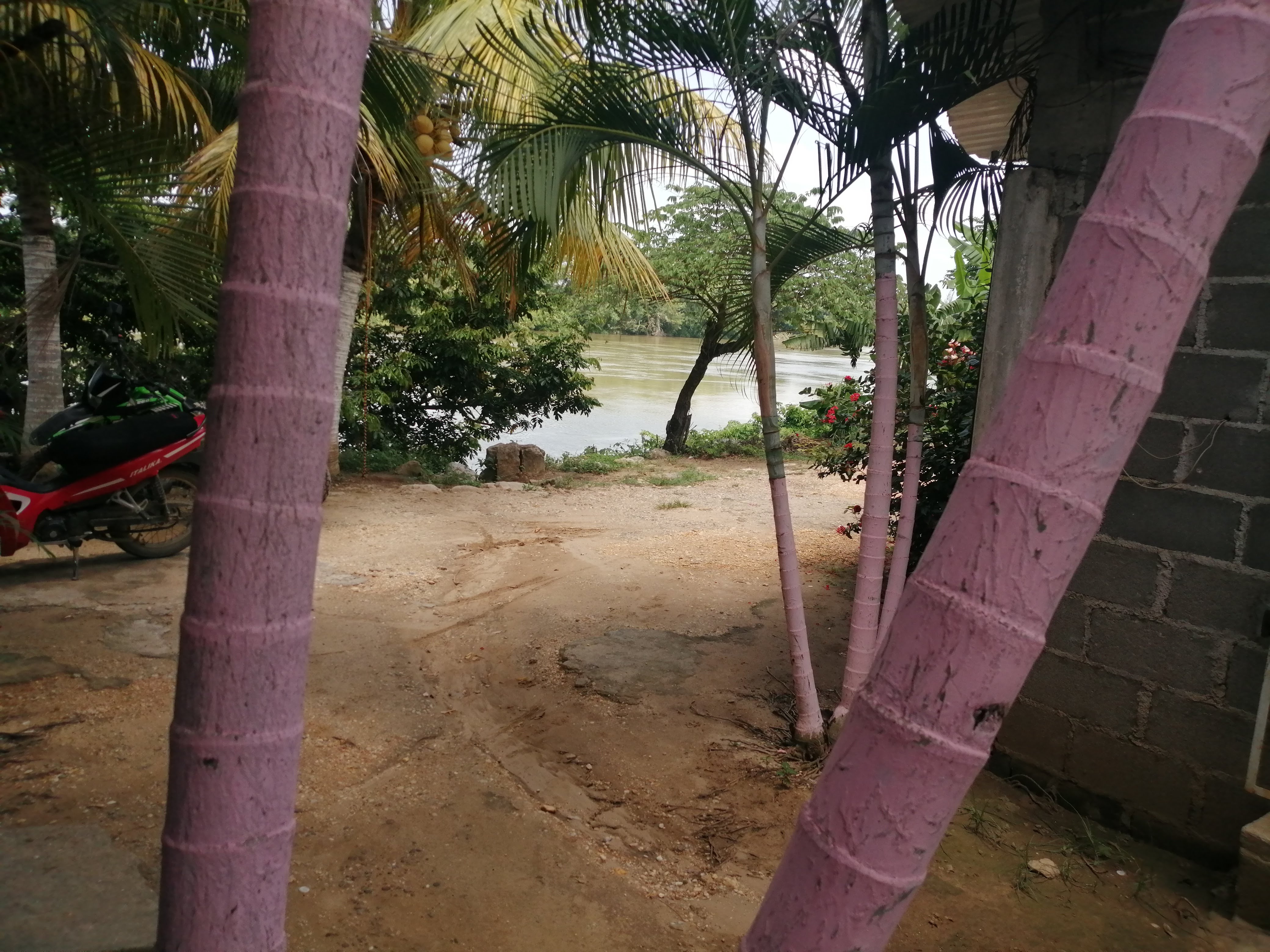 Palapa "fidelillos" image 9