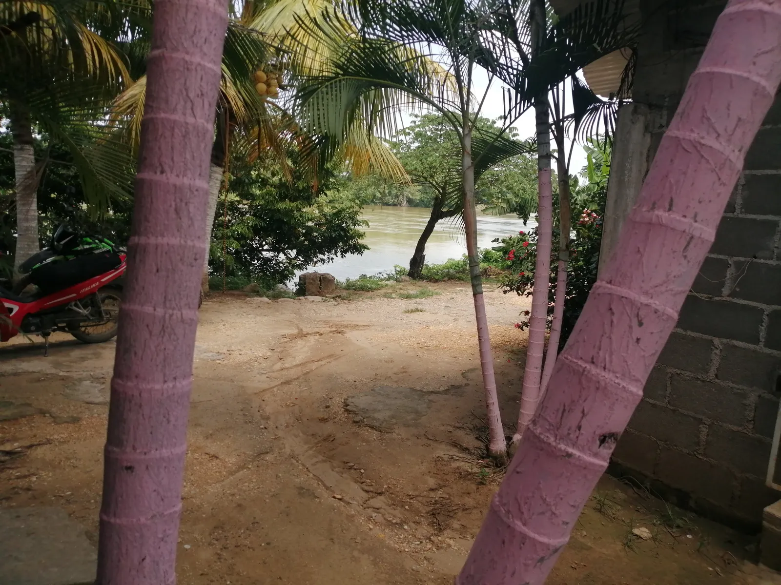 Palapa "fidelillos" image 9