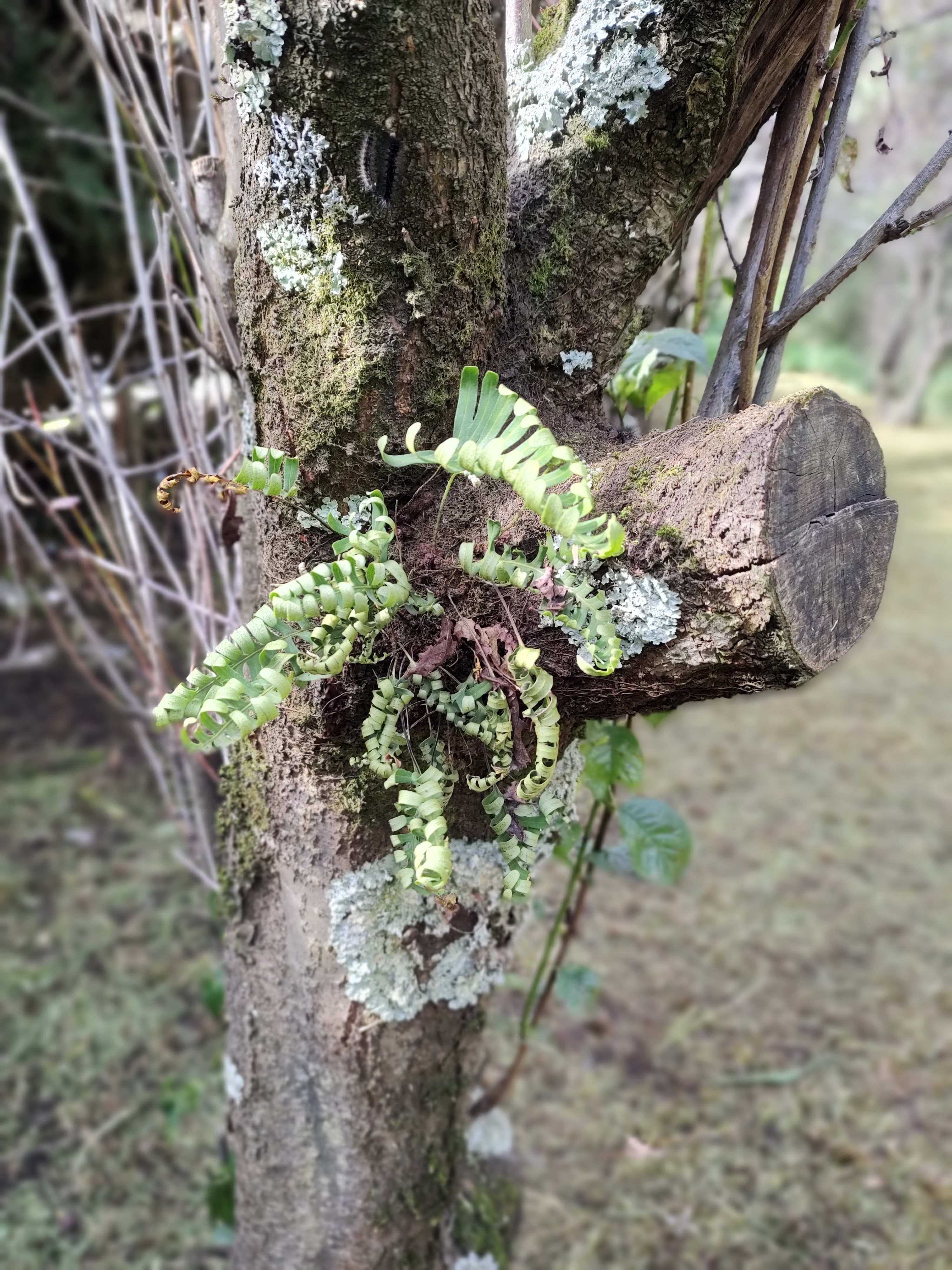 Los Cedros San Francisco image 4