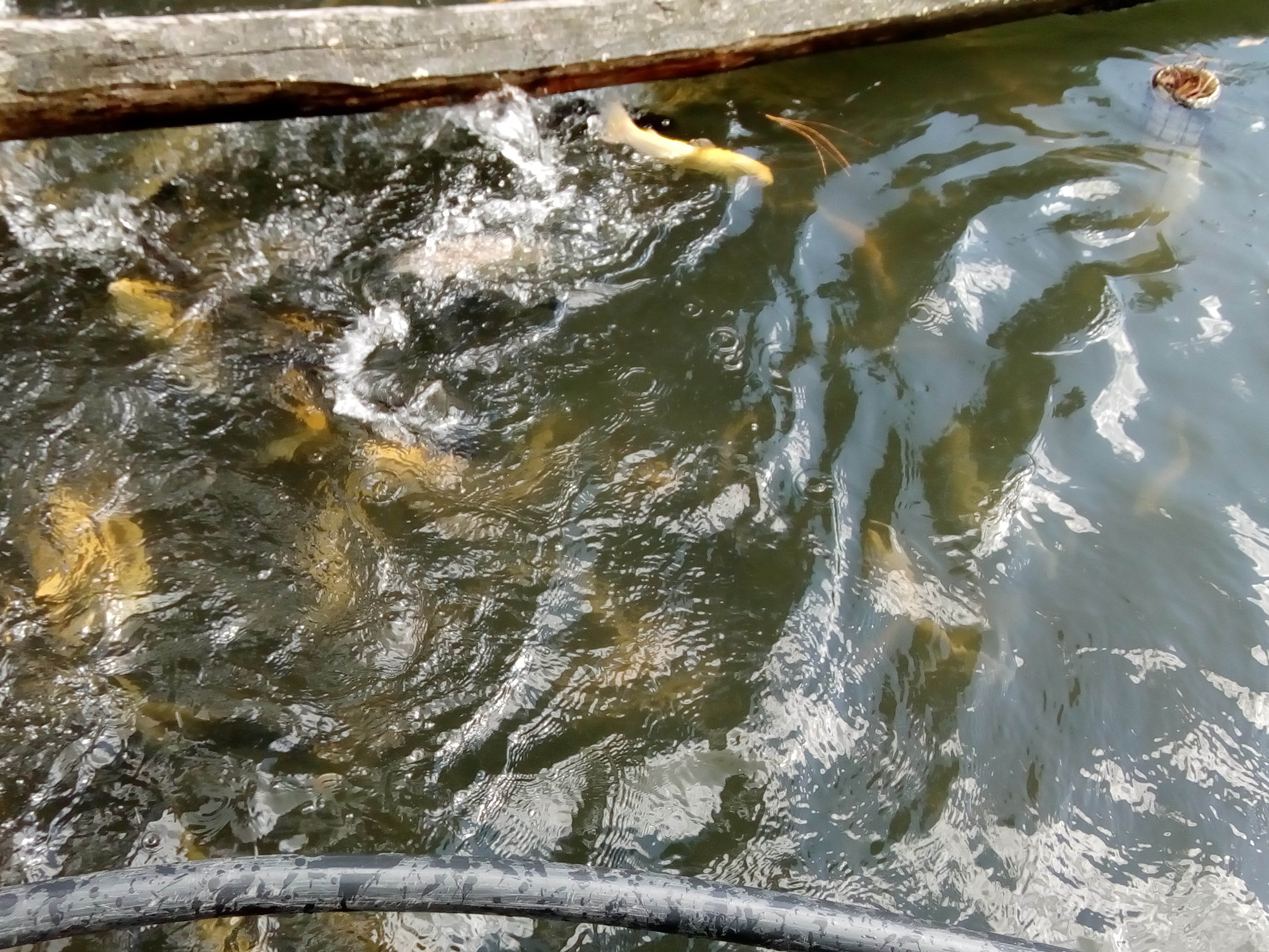 Desarrollo Ecoturístico Tres Piedras image 4