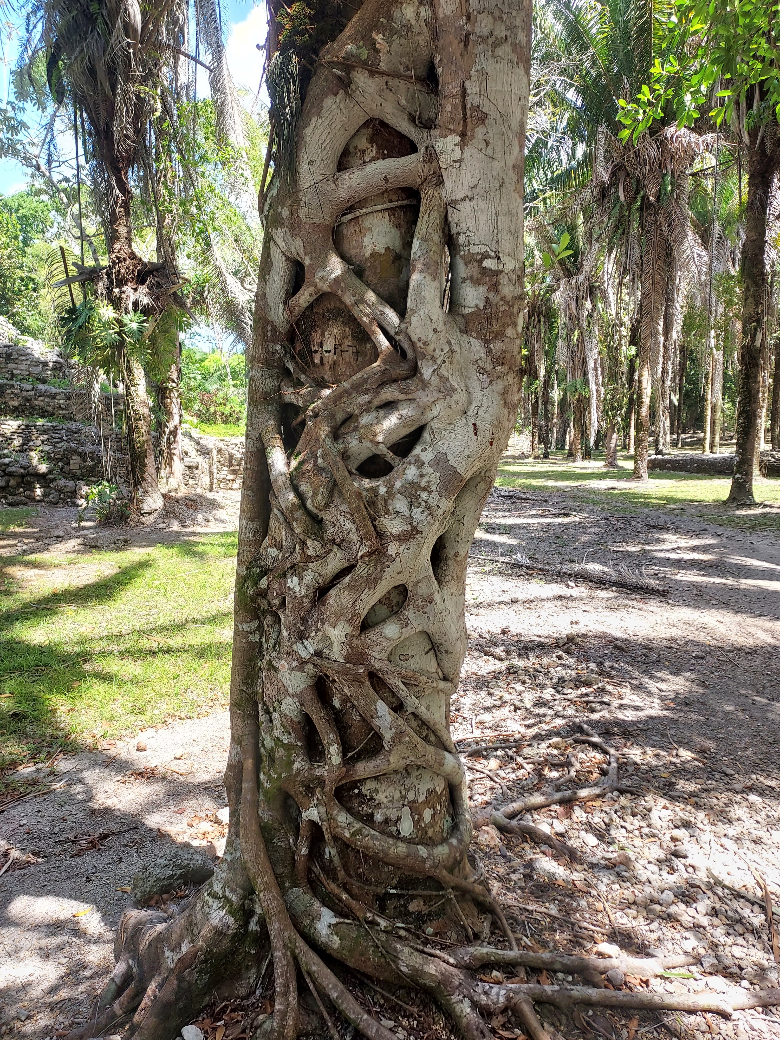 Asadero El Super Pollo image 7