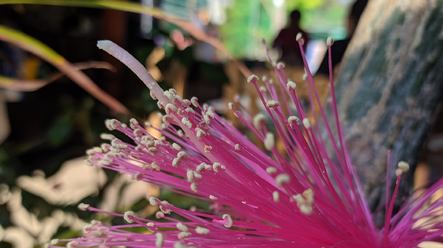 Memelitas "Itayata" image 2