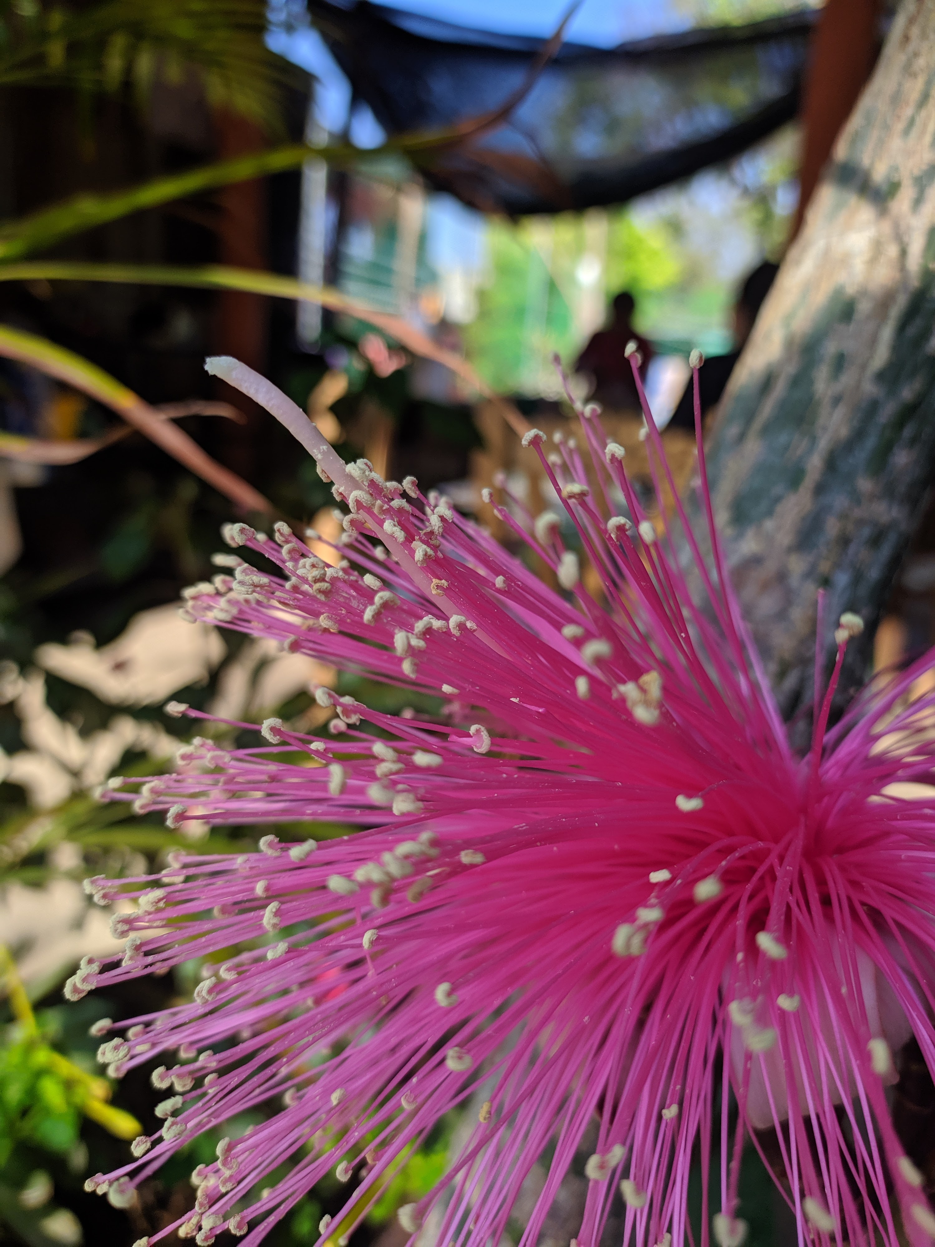 Memelitas "Itayata" image 9