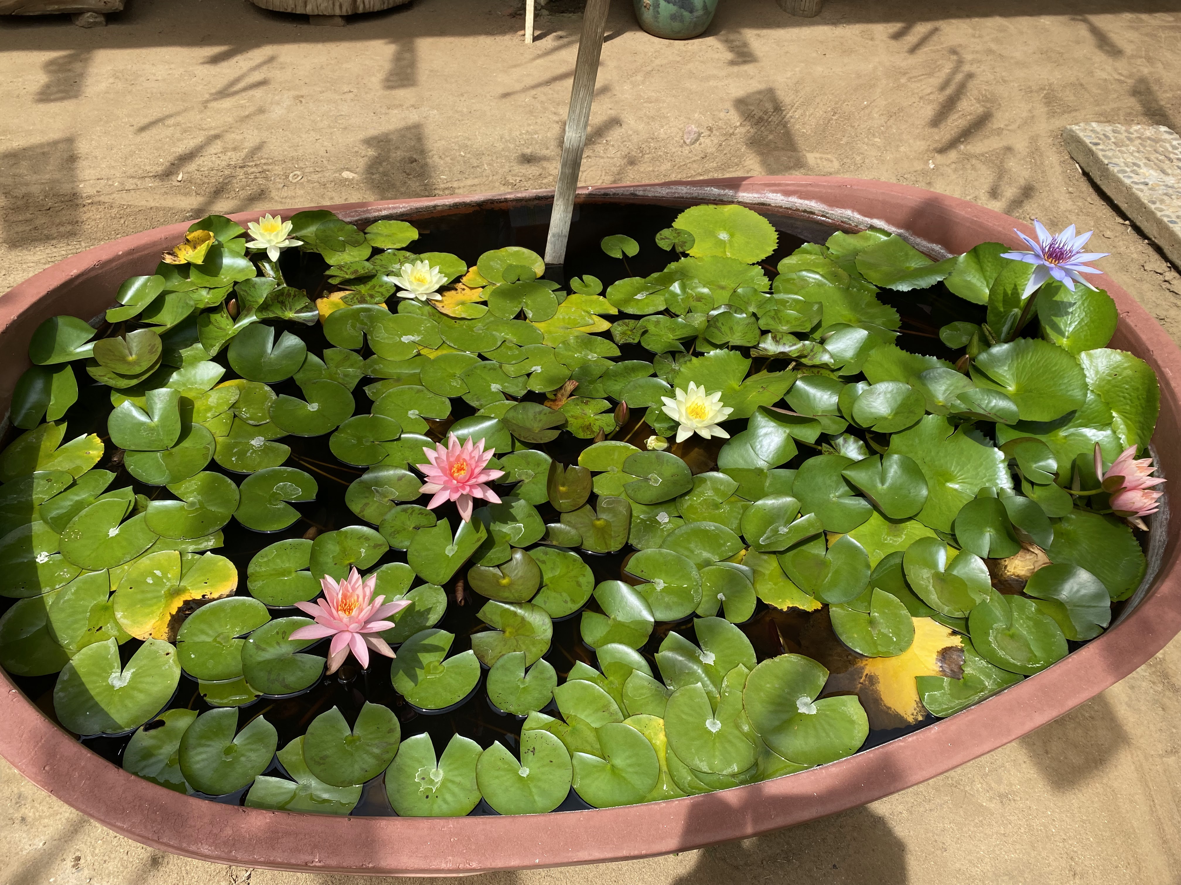 Vargas López Ciro image 8