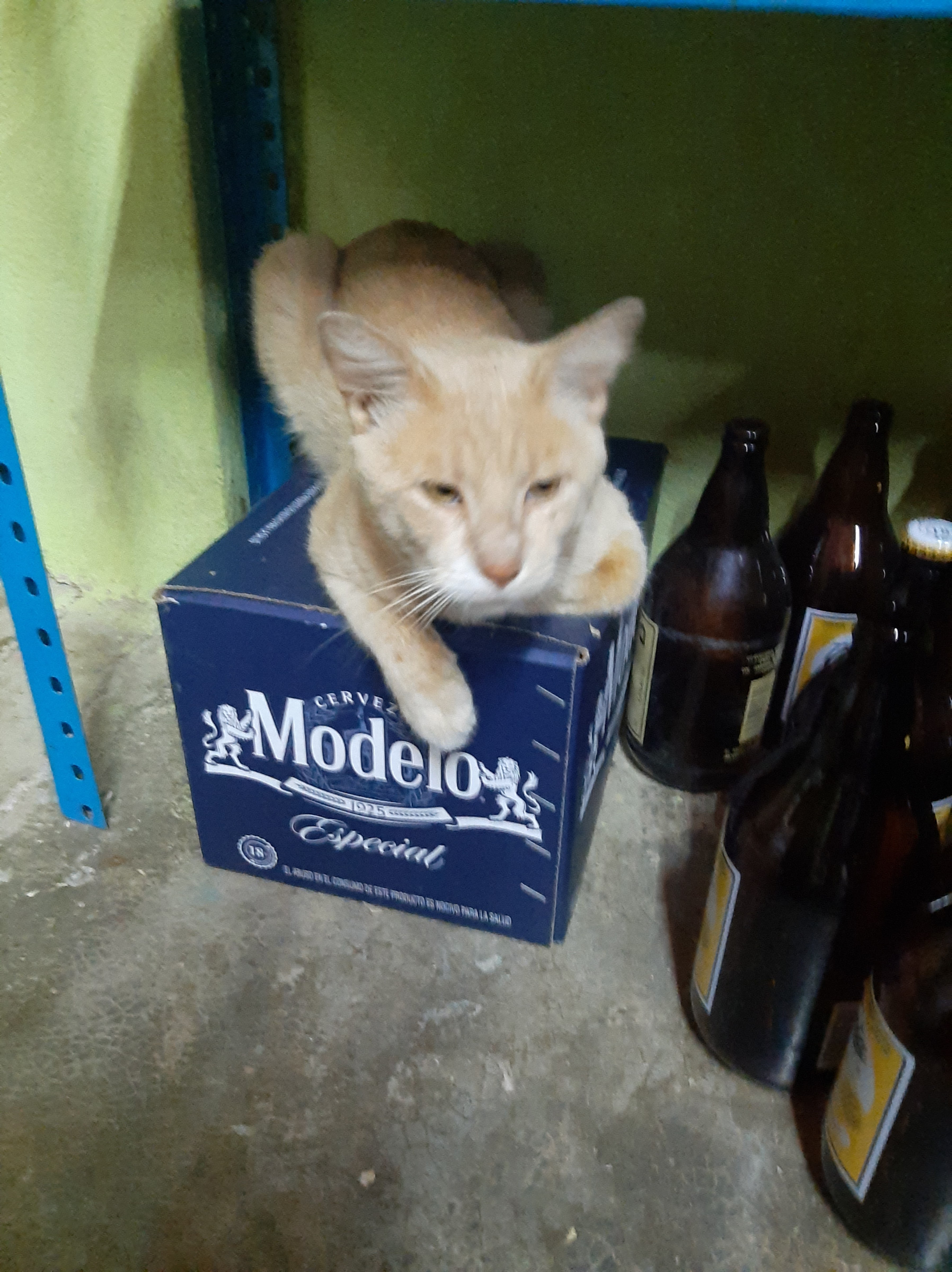 Mariscos el pez dorado image 4