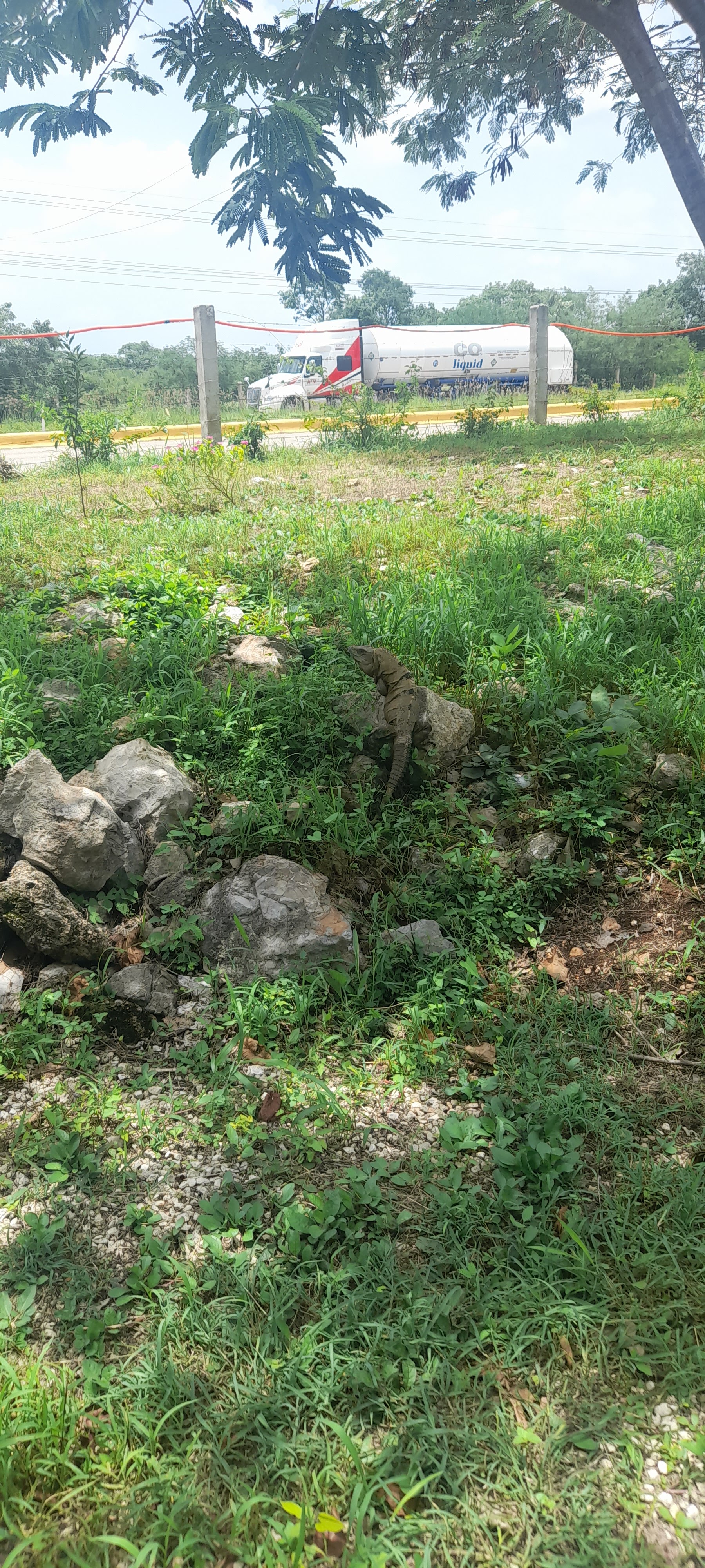 LAS BUGAMBILIAS image 7