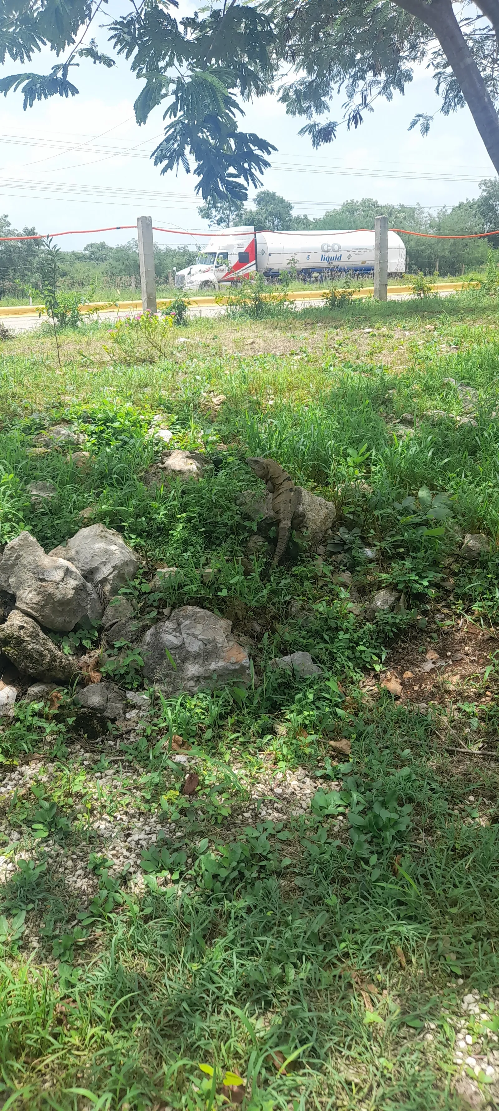 LAS BUGAMBILIAS image 7