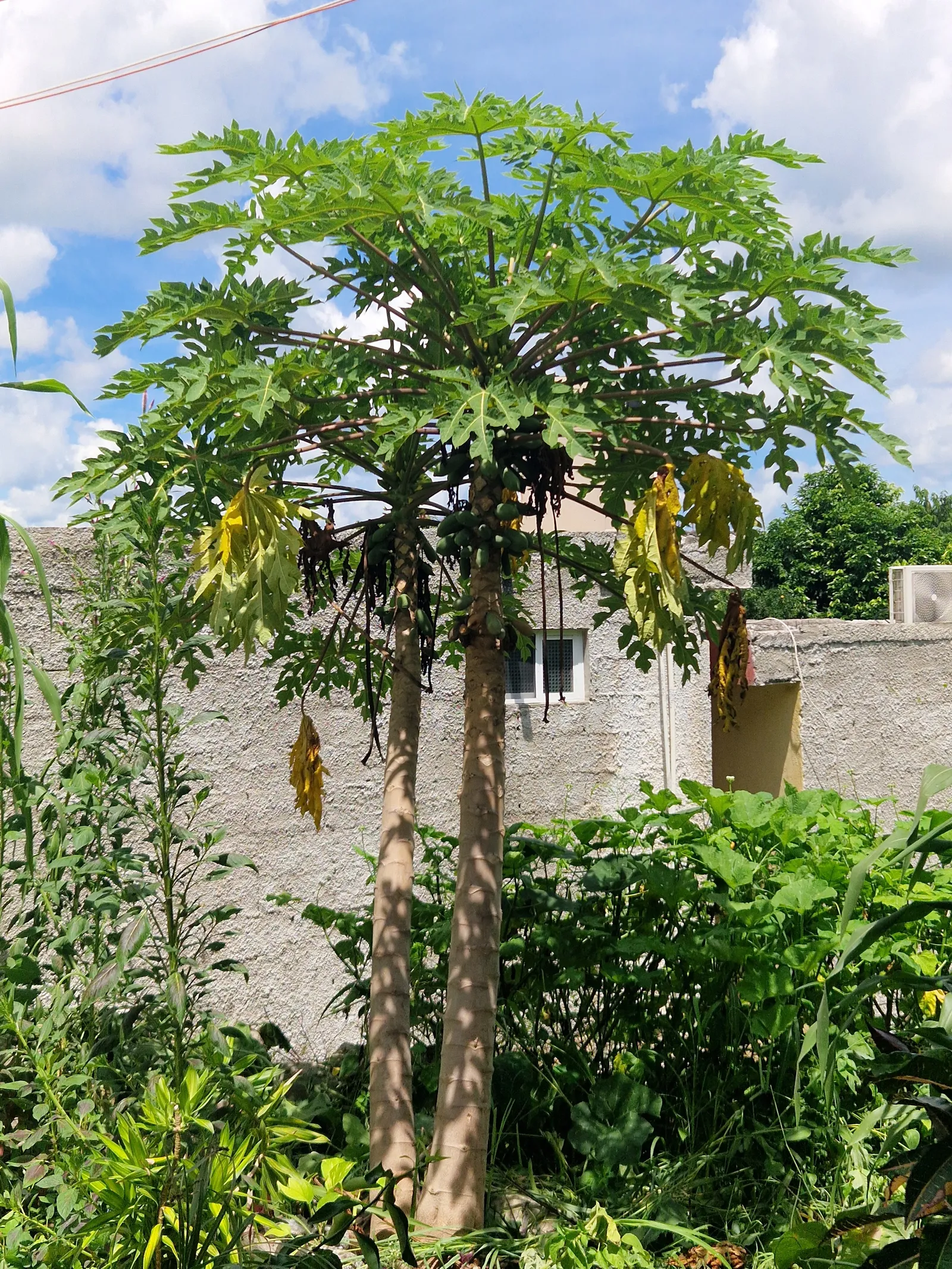 Hool Kuum image 4