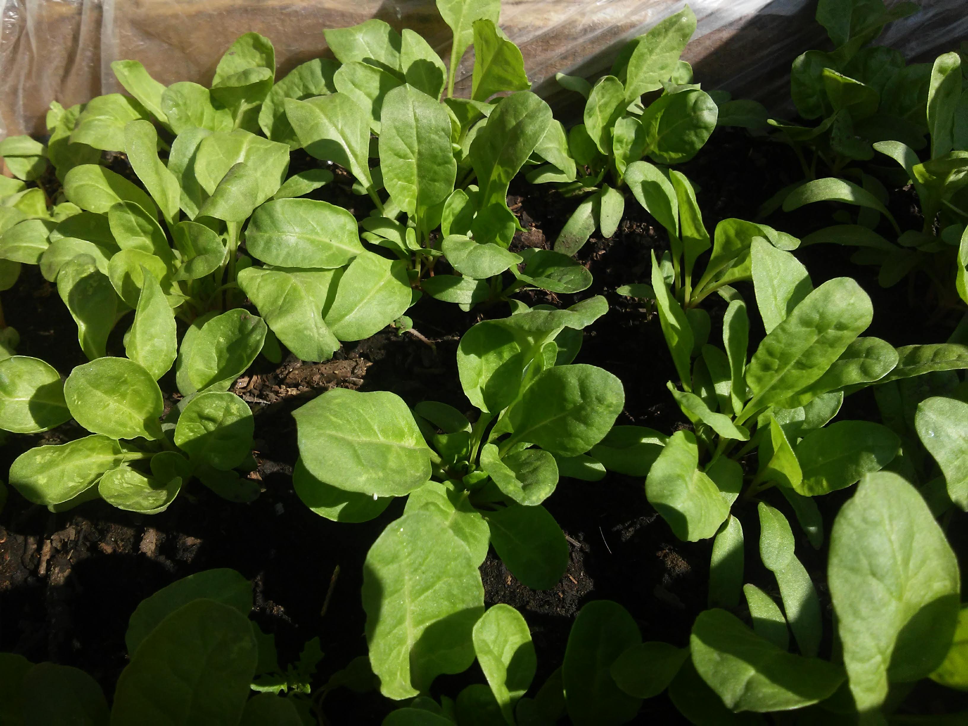 Santa María image 7