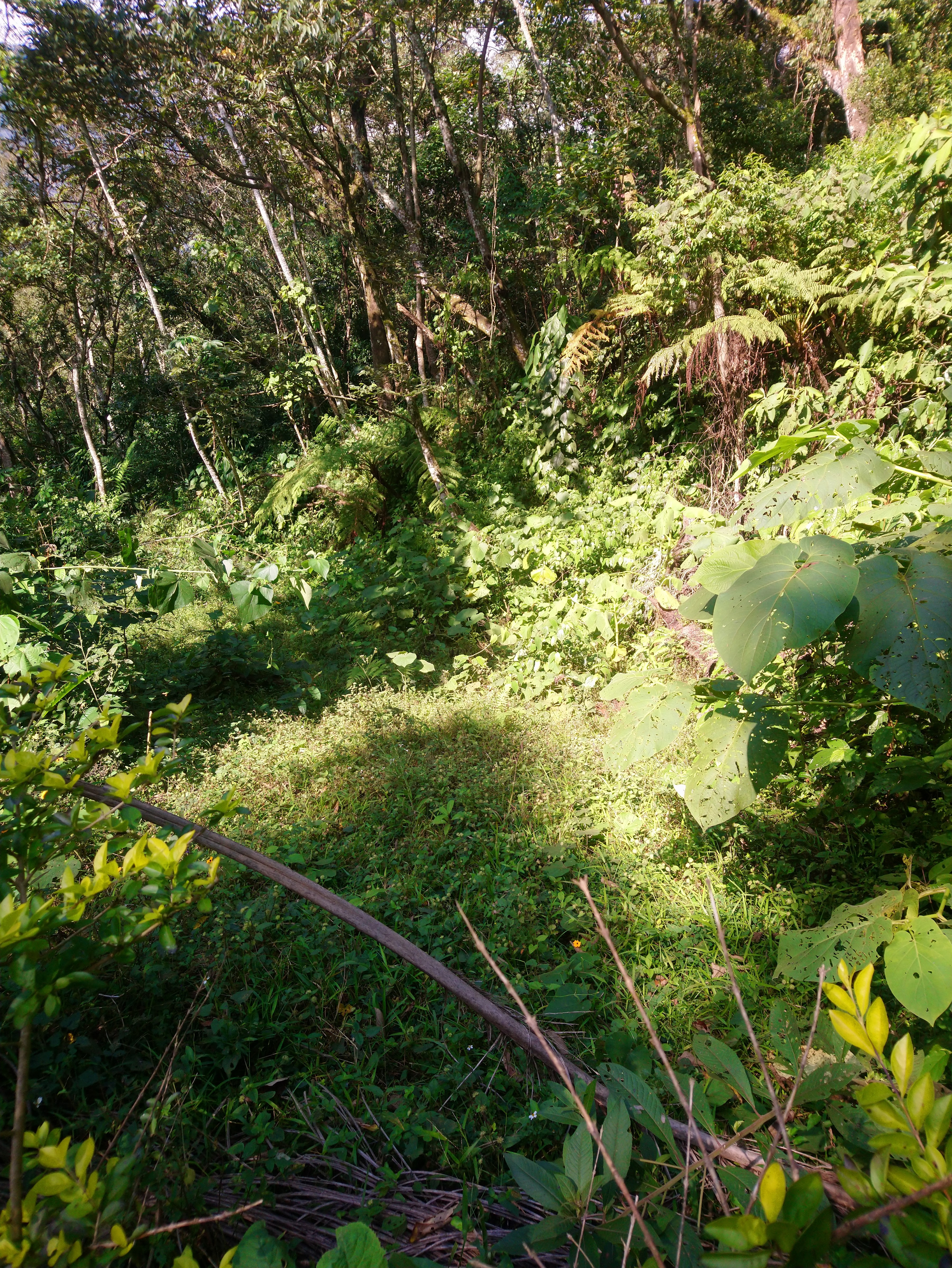 El Jardin de la Salud image 3