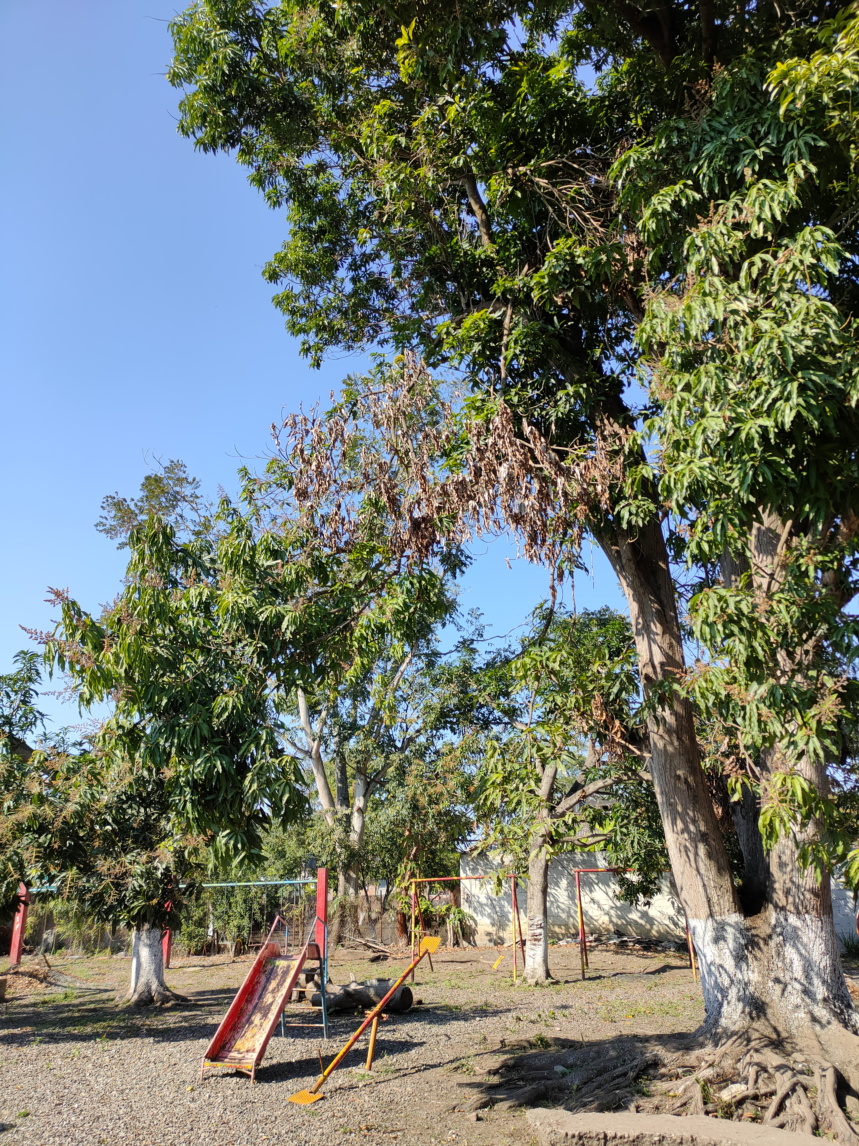 "Los Coquitos" image 3