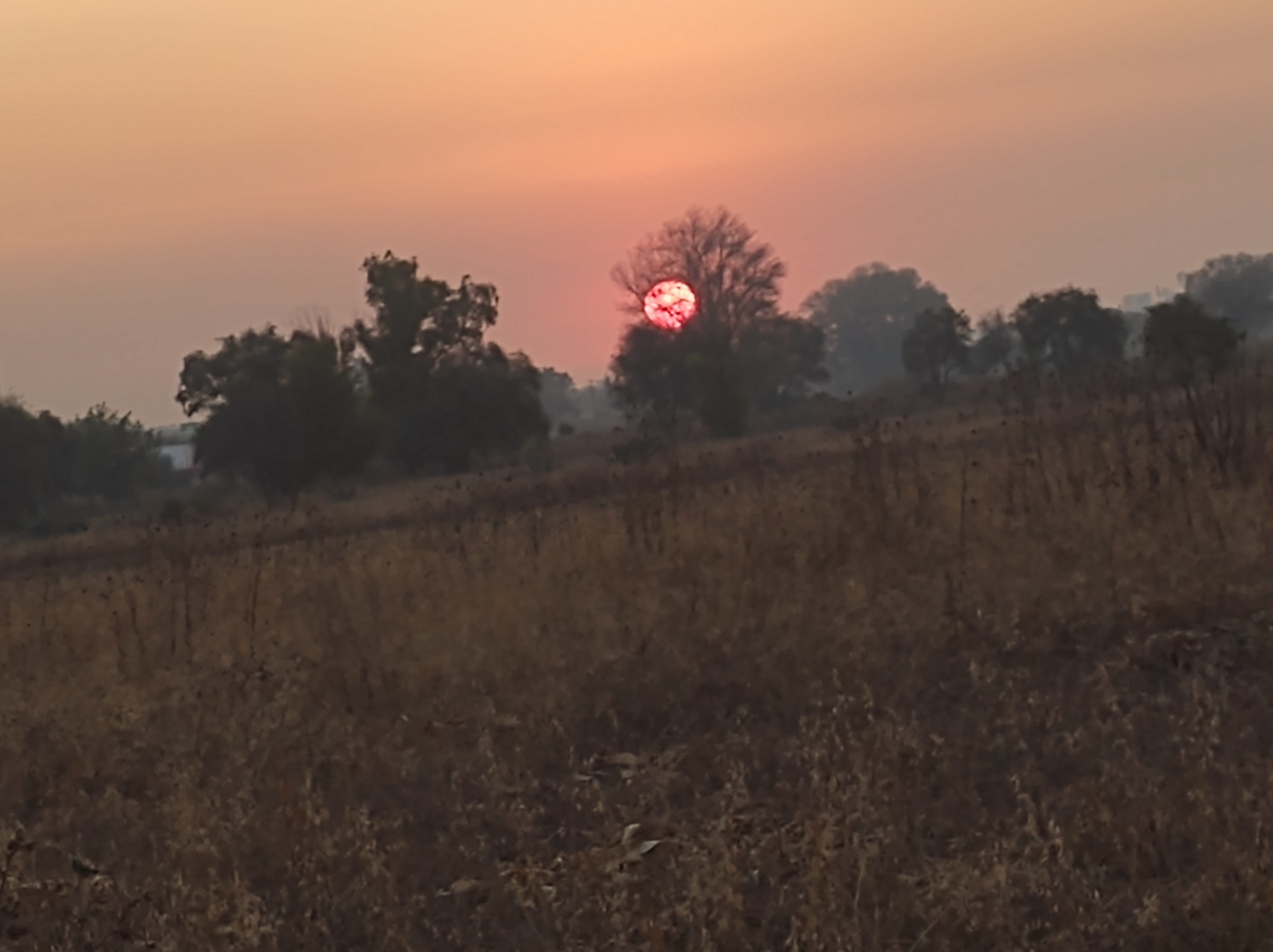 Barbacoa El Oso image 10