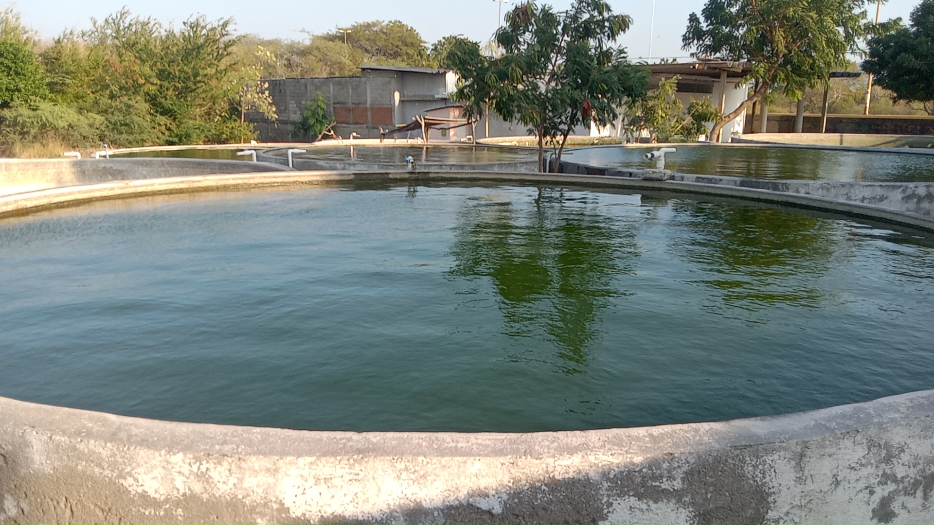 Restaurant Bar Familiar Las Mojarras image 2