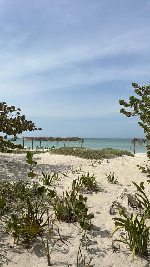 Palmar Sisal - Club de Playa image 6