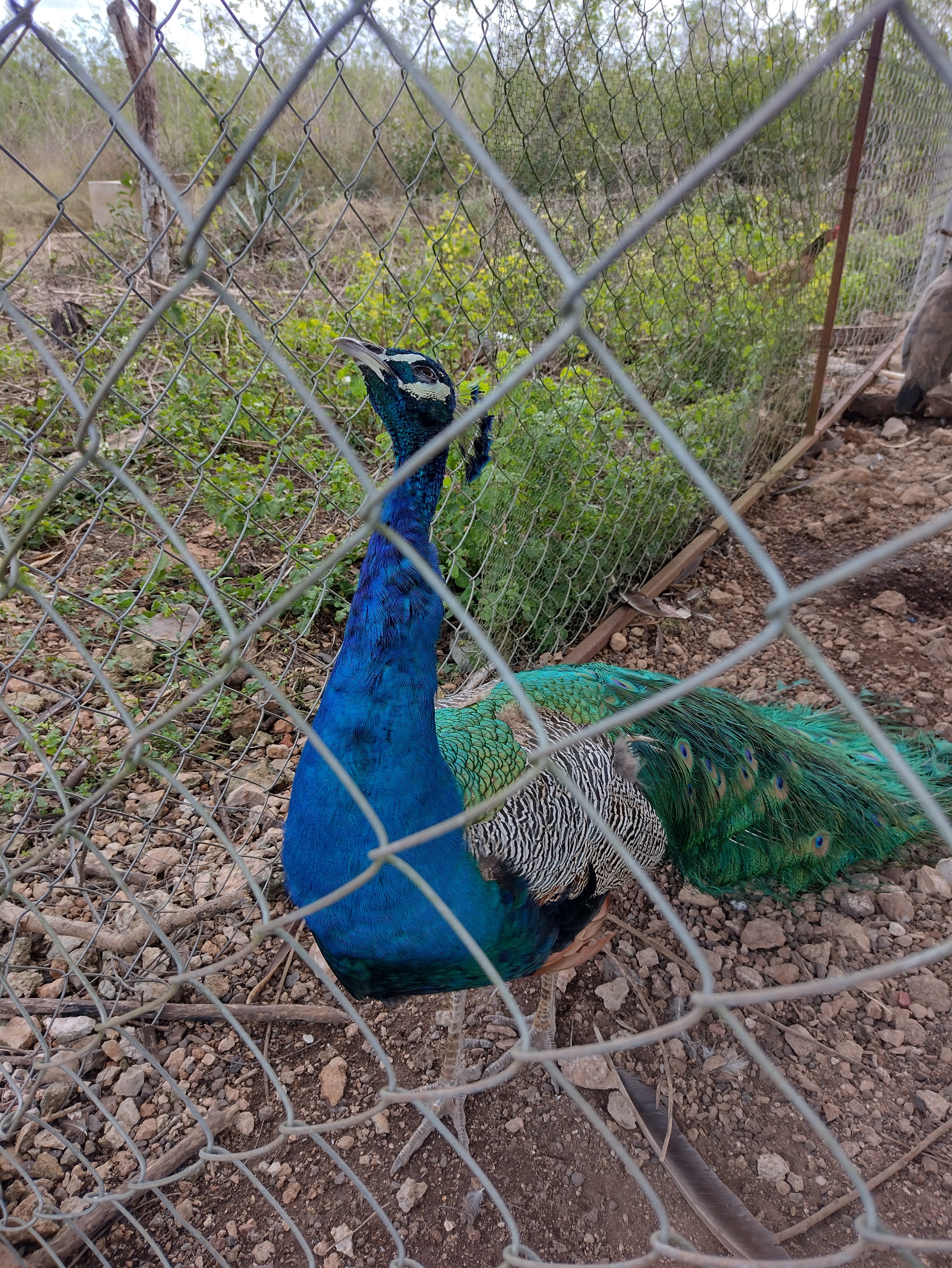 Cheques Burger's image 4