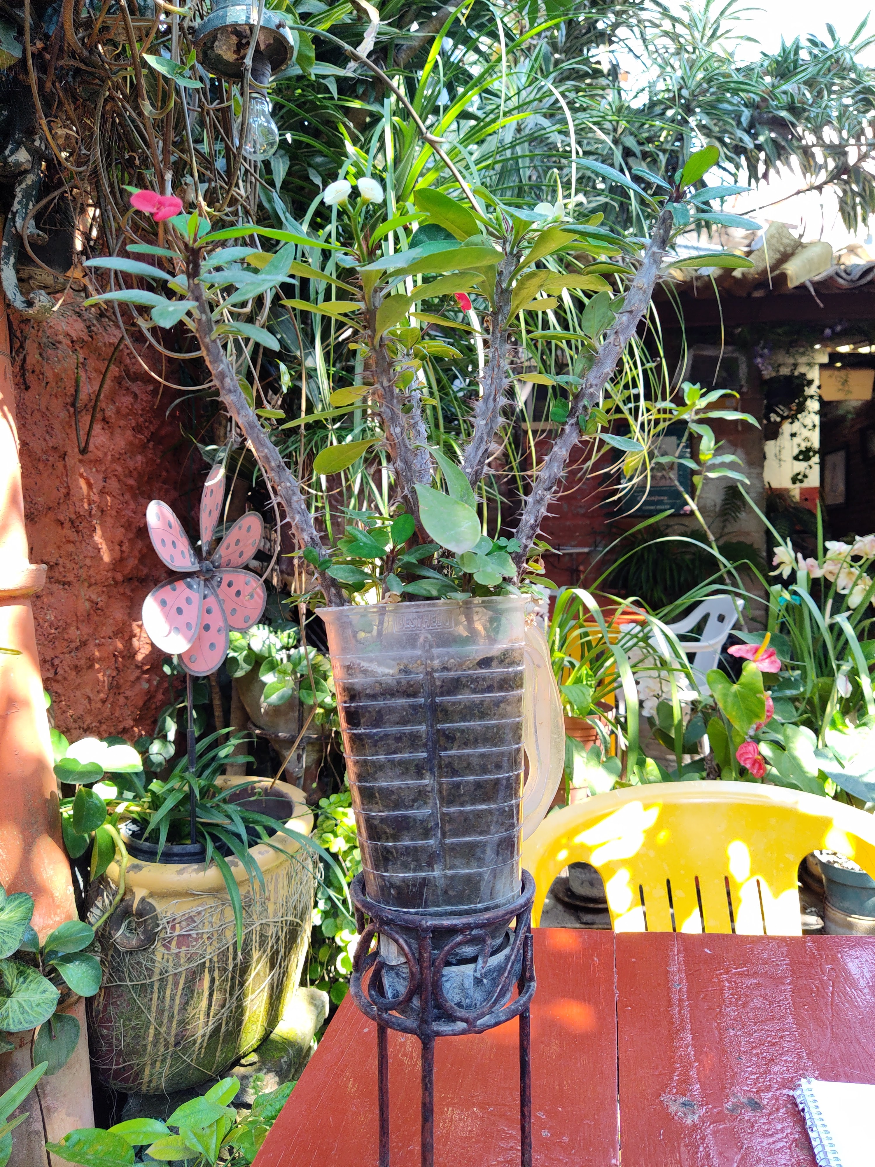 Cafe In Acalli image 4