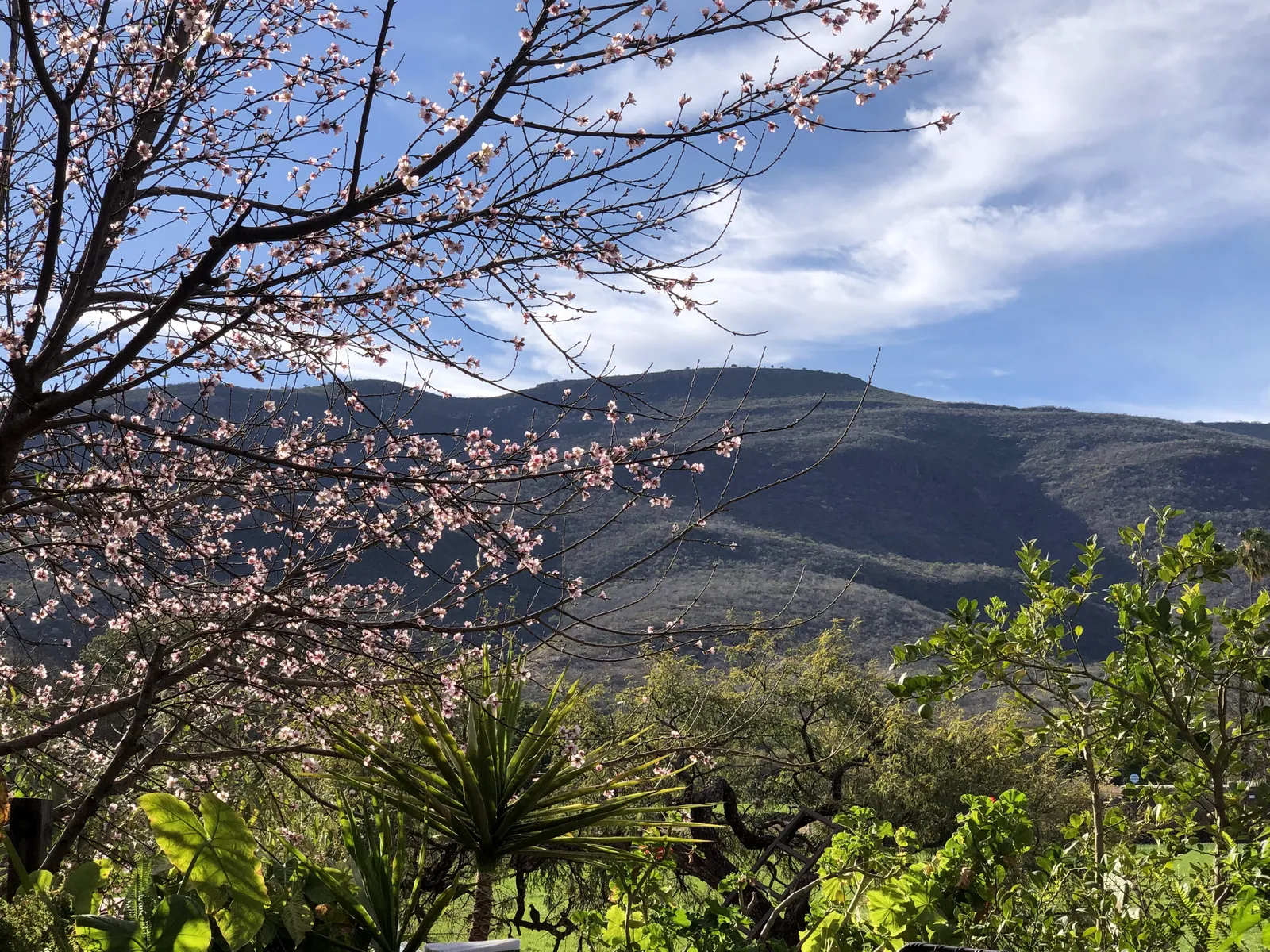 El tejaban image 7