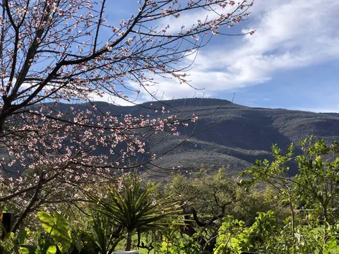 El tejaban image 7