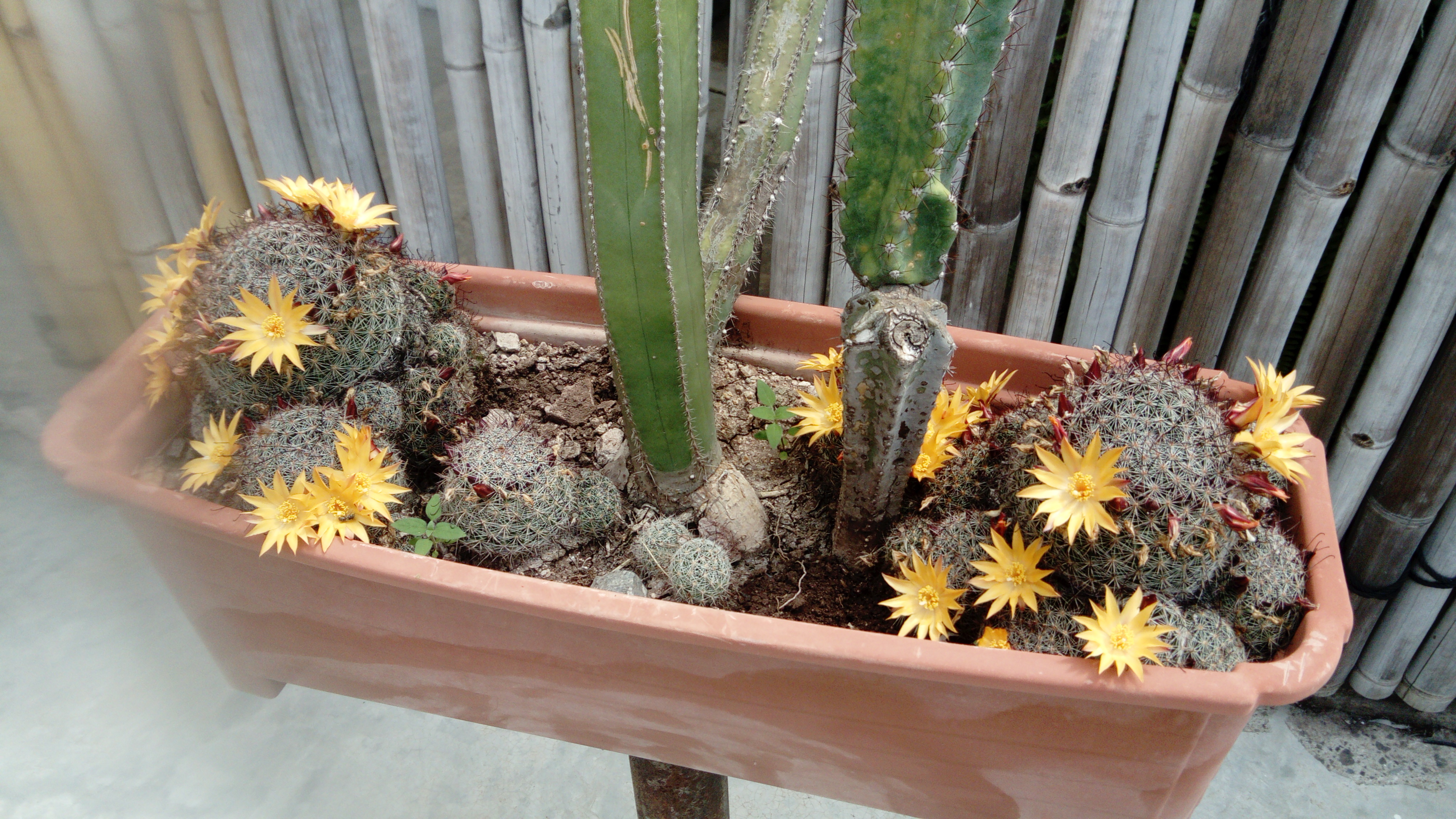 RESTAURANTE DOÑA CUCA image 9