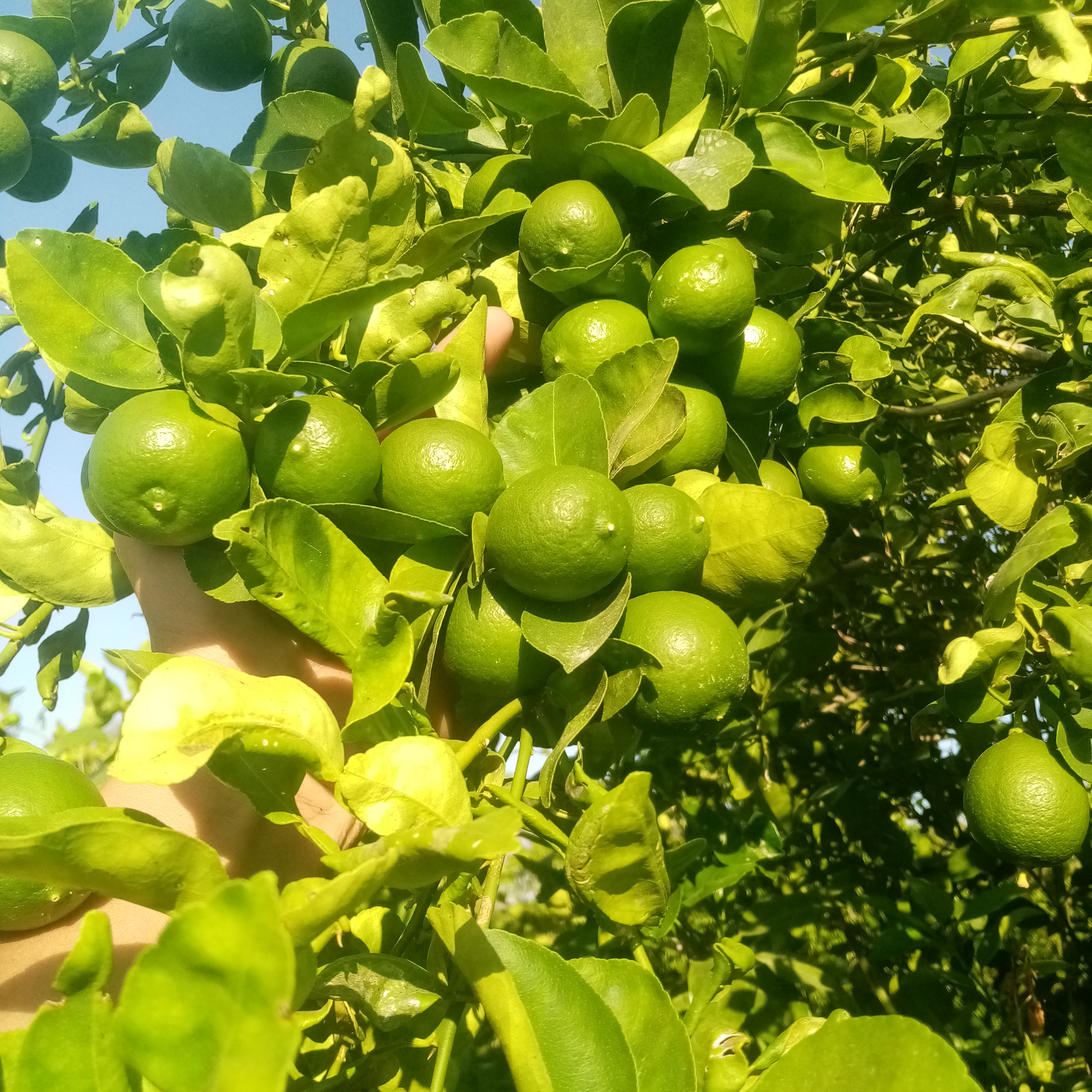 Restaurant Familiar Los Arcos image 6