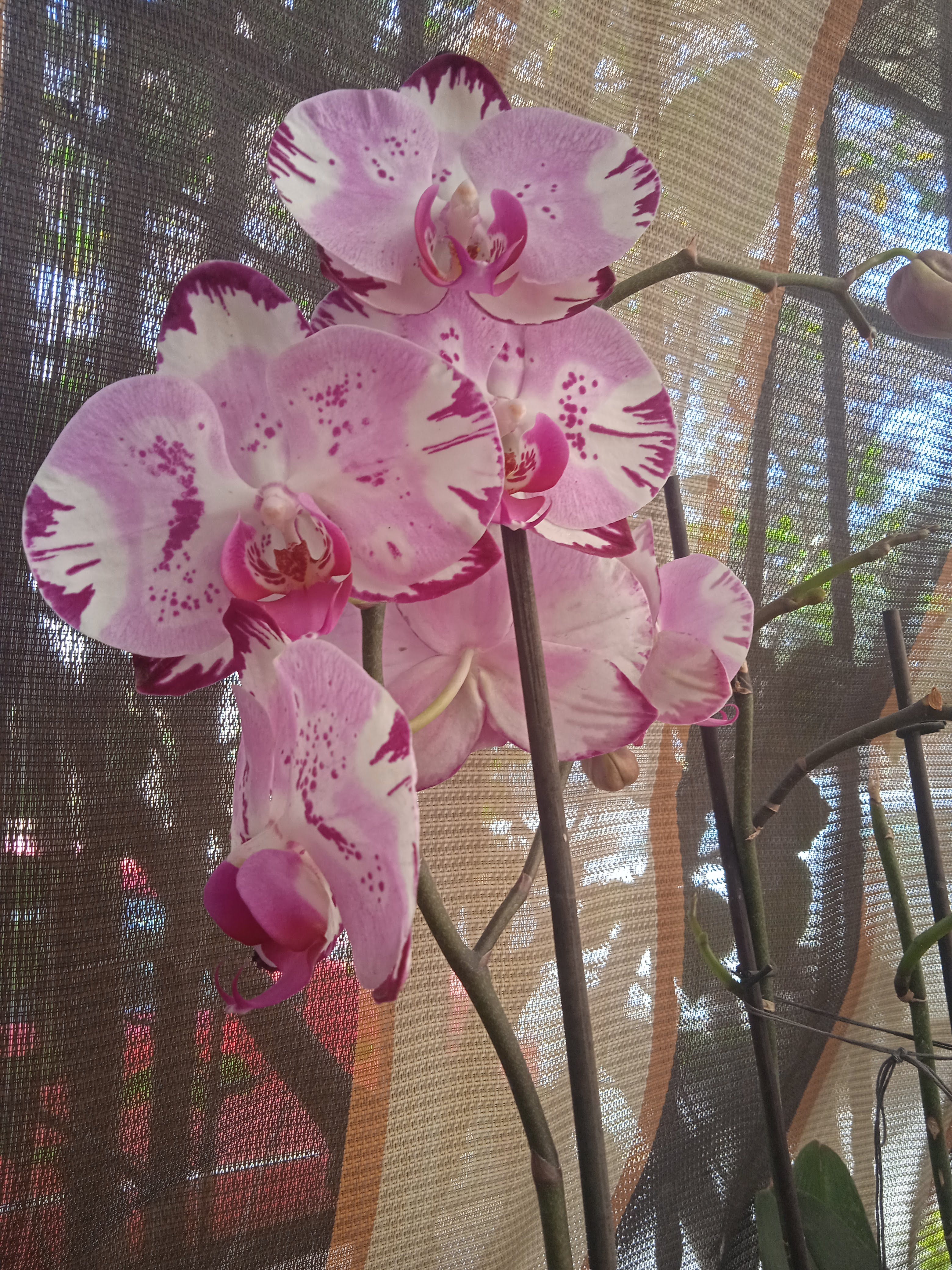 Restaurante "El Ranchito" image 4