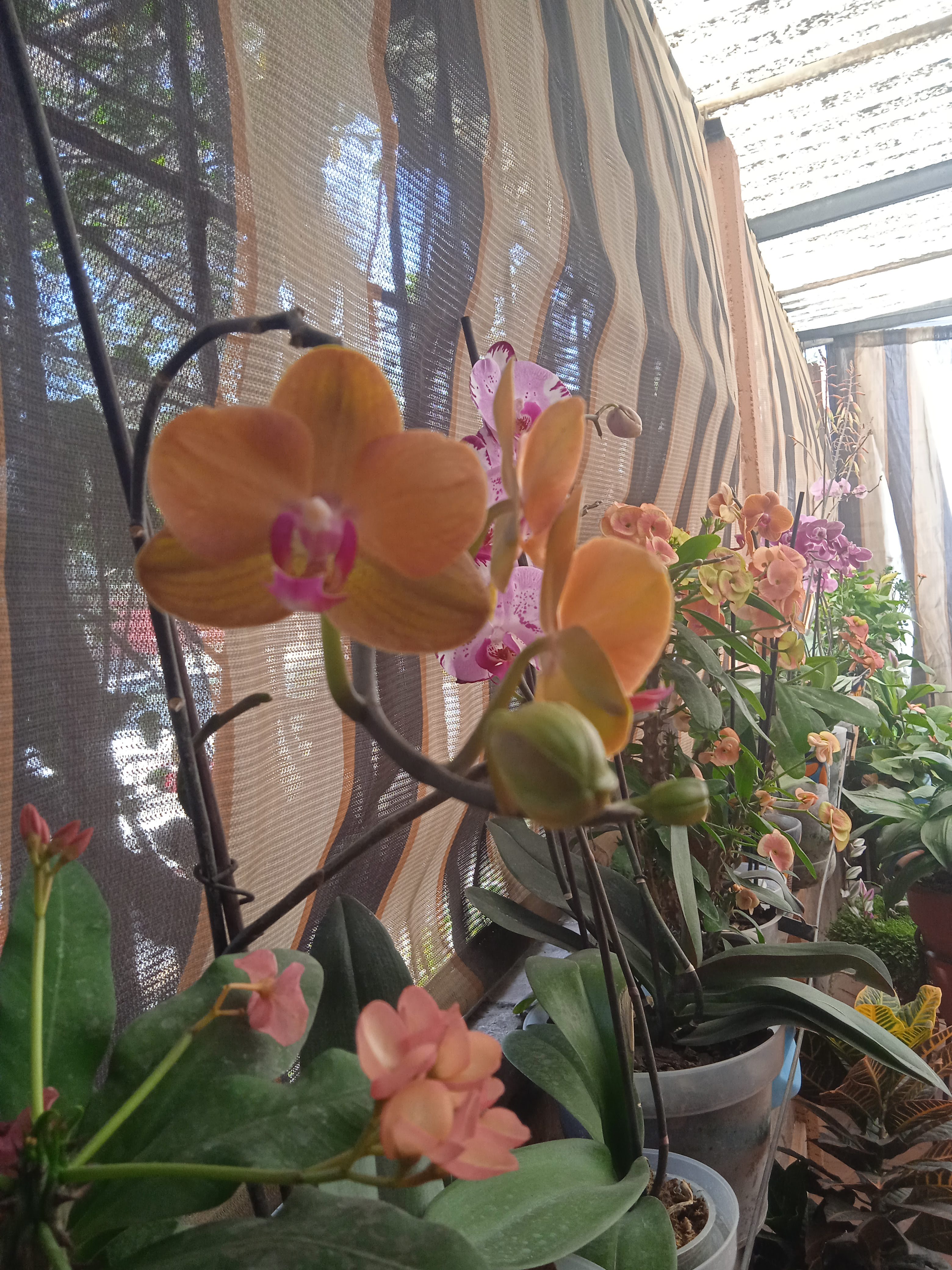 Restaurante "El Ranchito" image 7