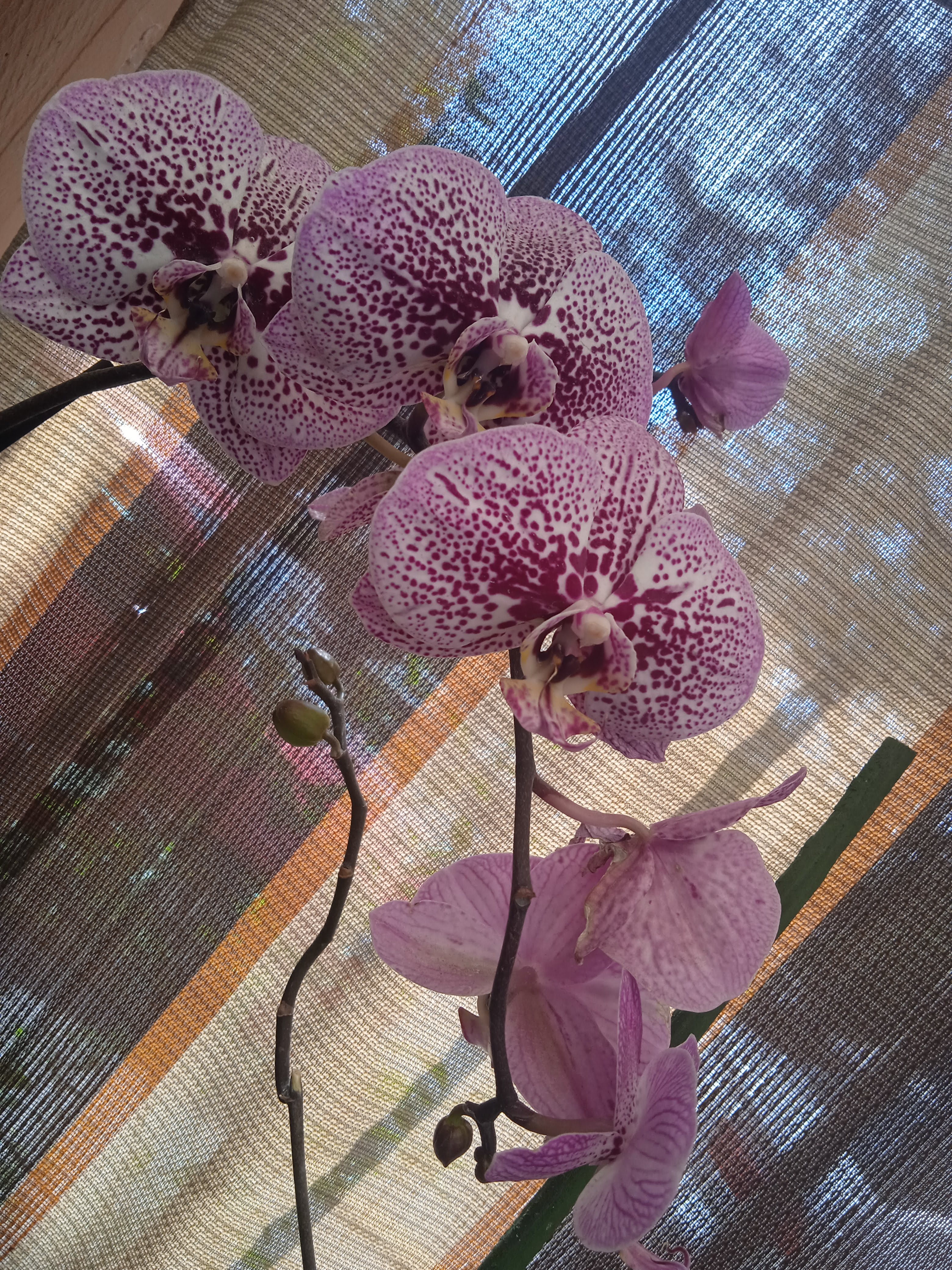 Restaurante "El Ranchito" image 8