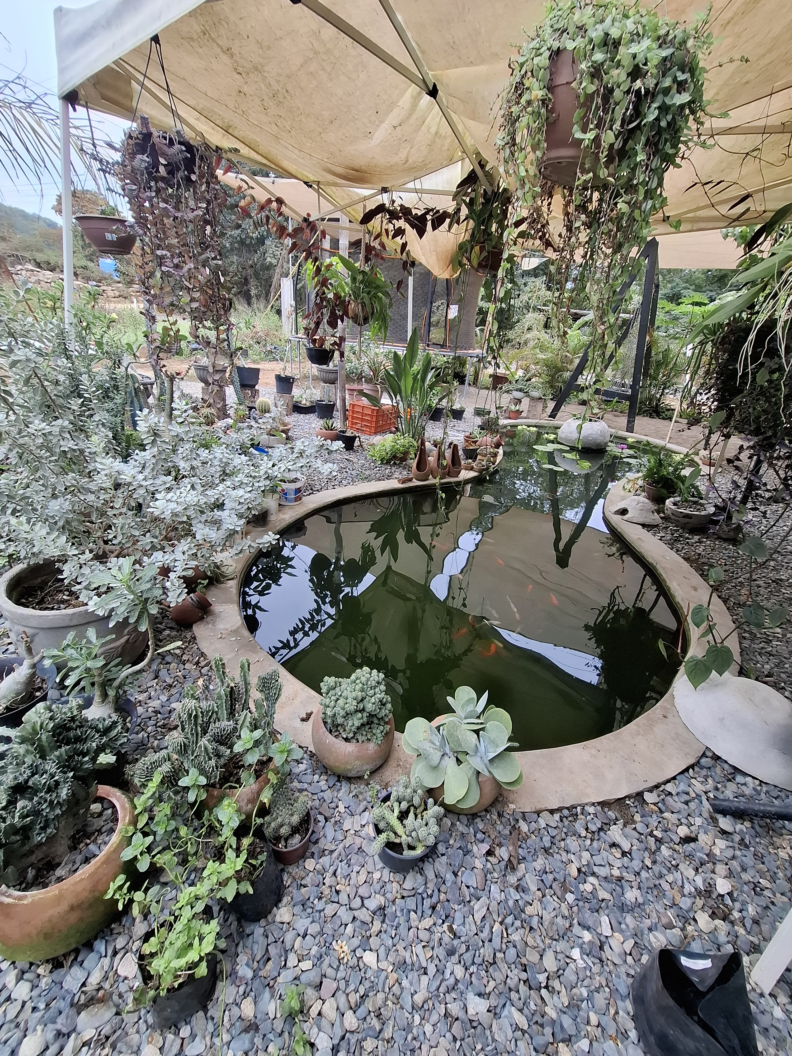 Heliconias Restaurant image 4