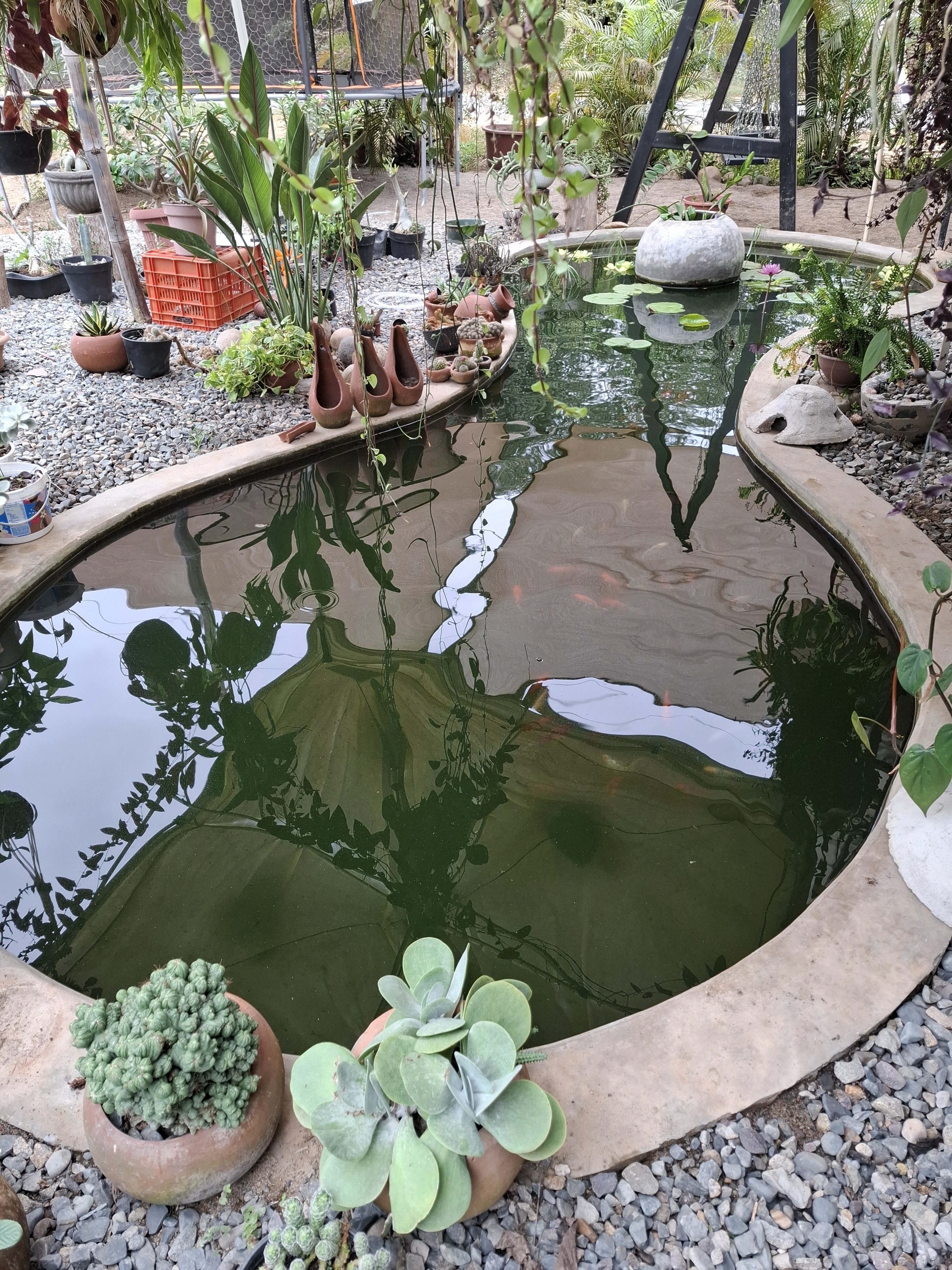 Heliconias Restaurant image 10