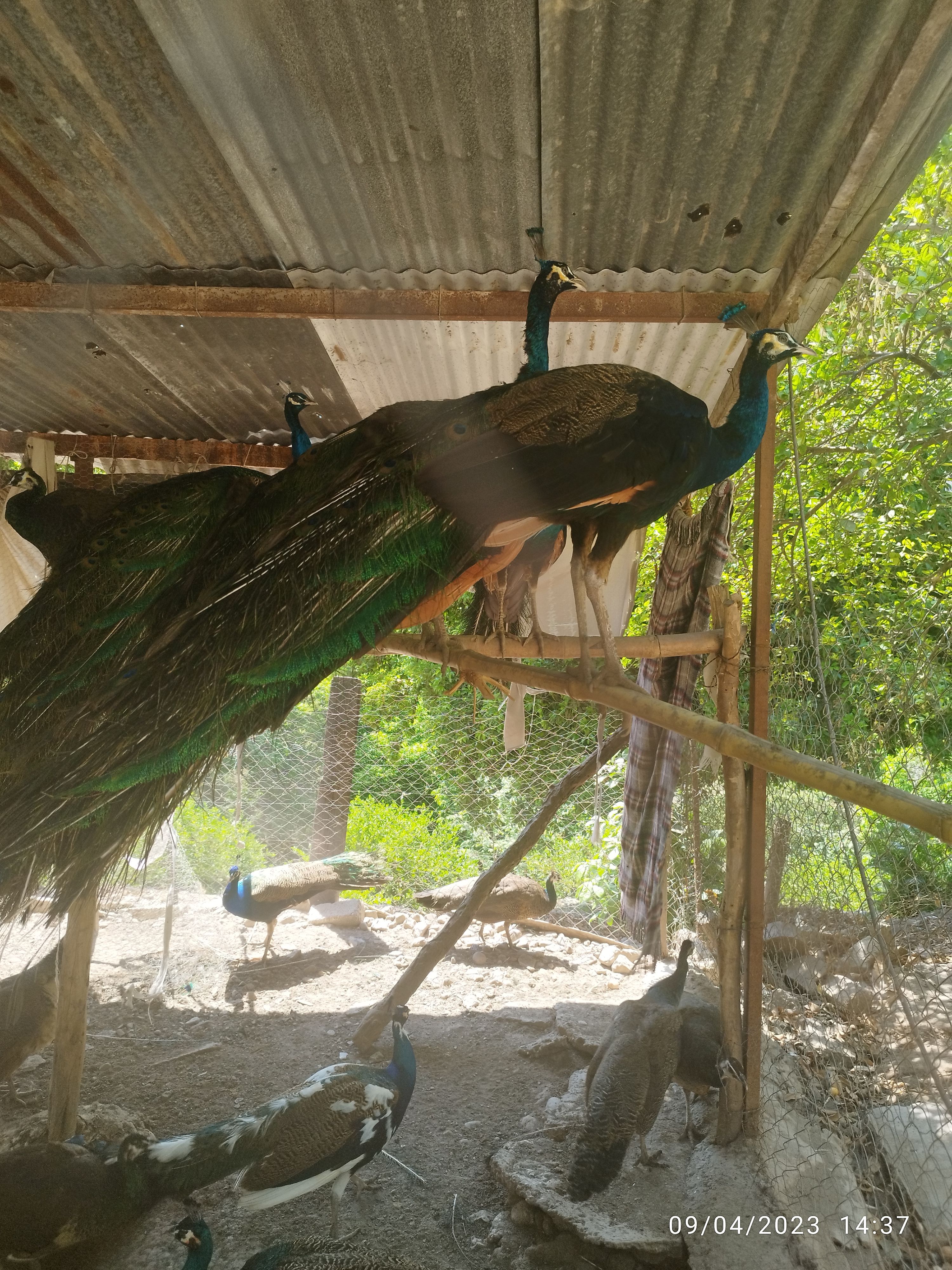 Los Pavorreales Marisquería image 2