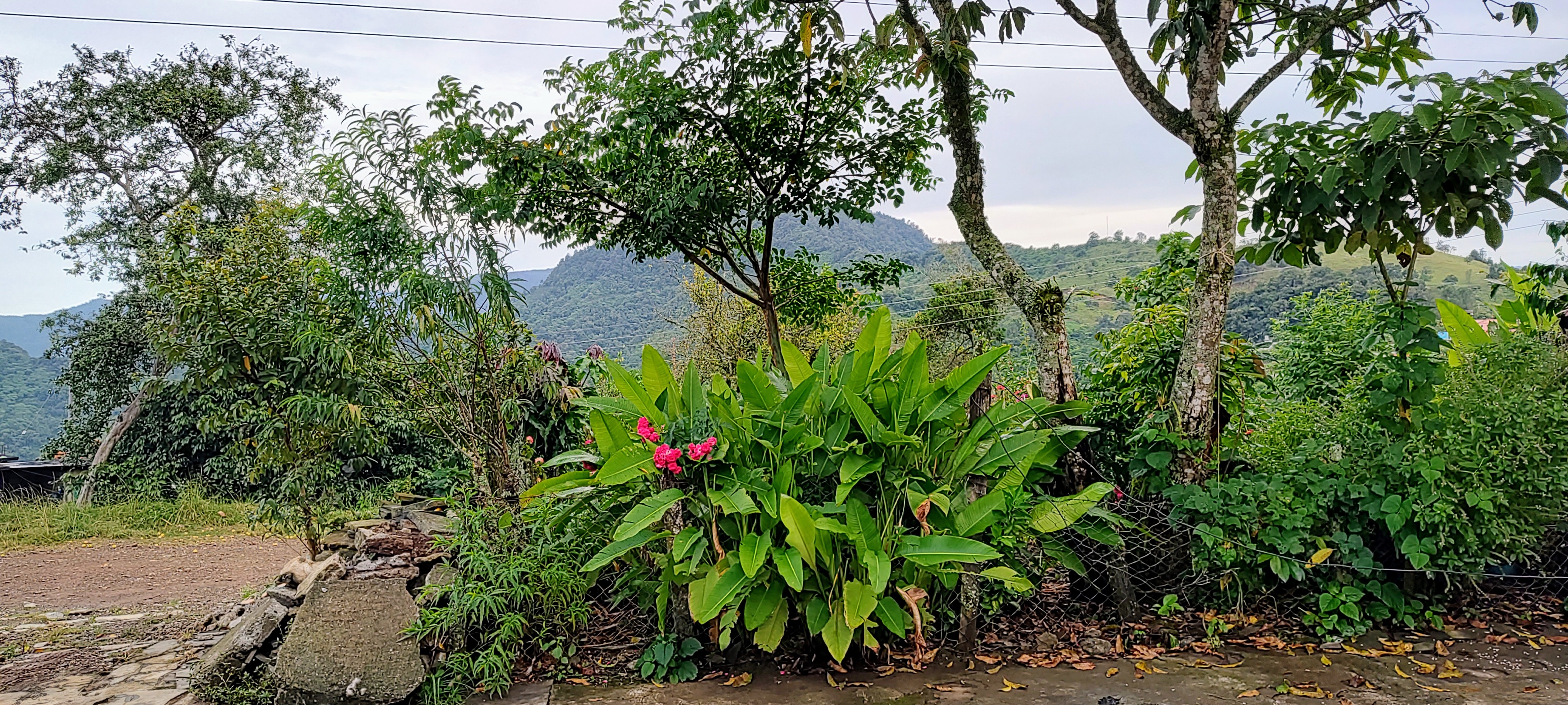 Pollos Batán Lusila arvizu image 2