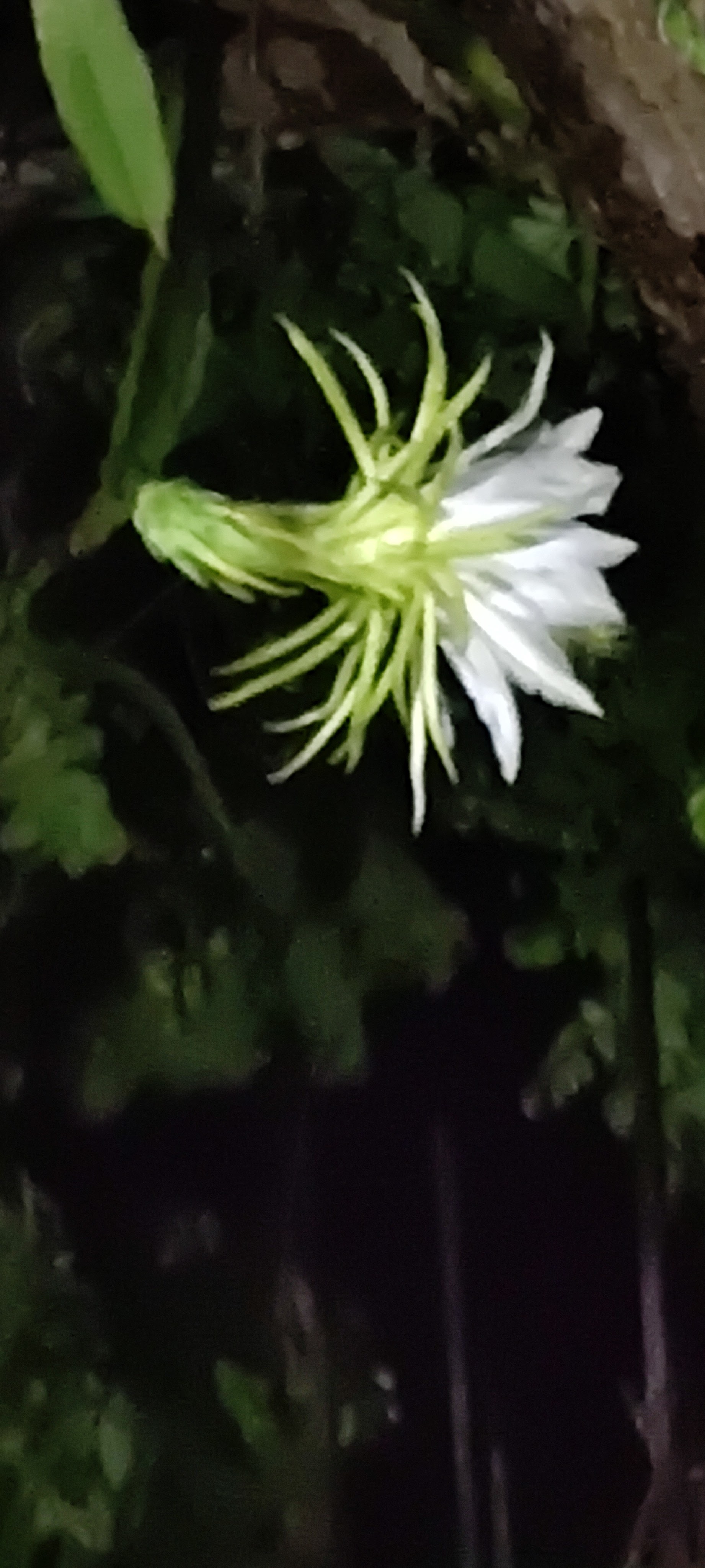 Pollos Batán Lusila arvizu image 6