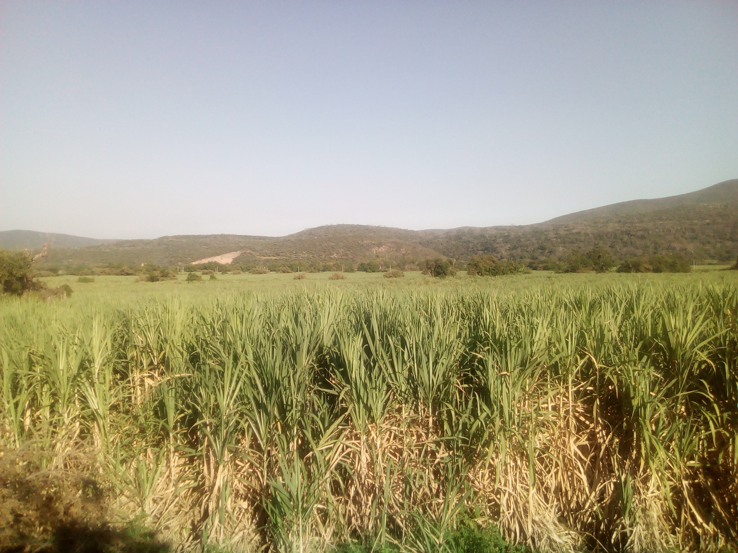 Panzacola restaurante image 9