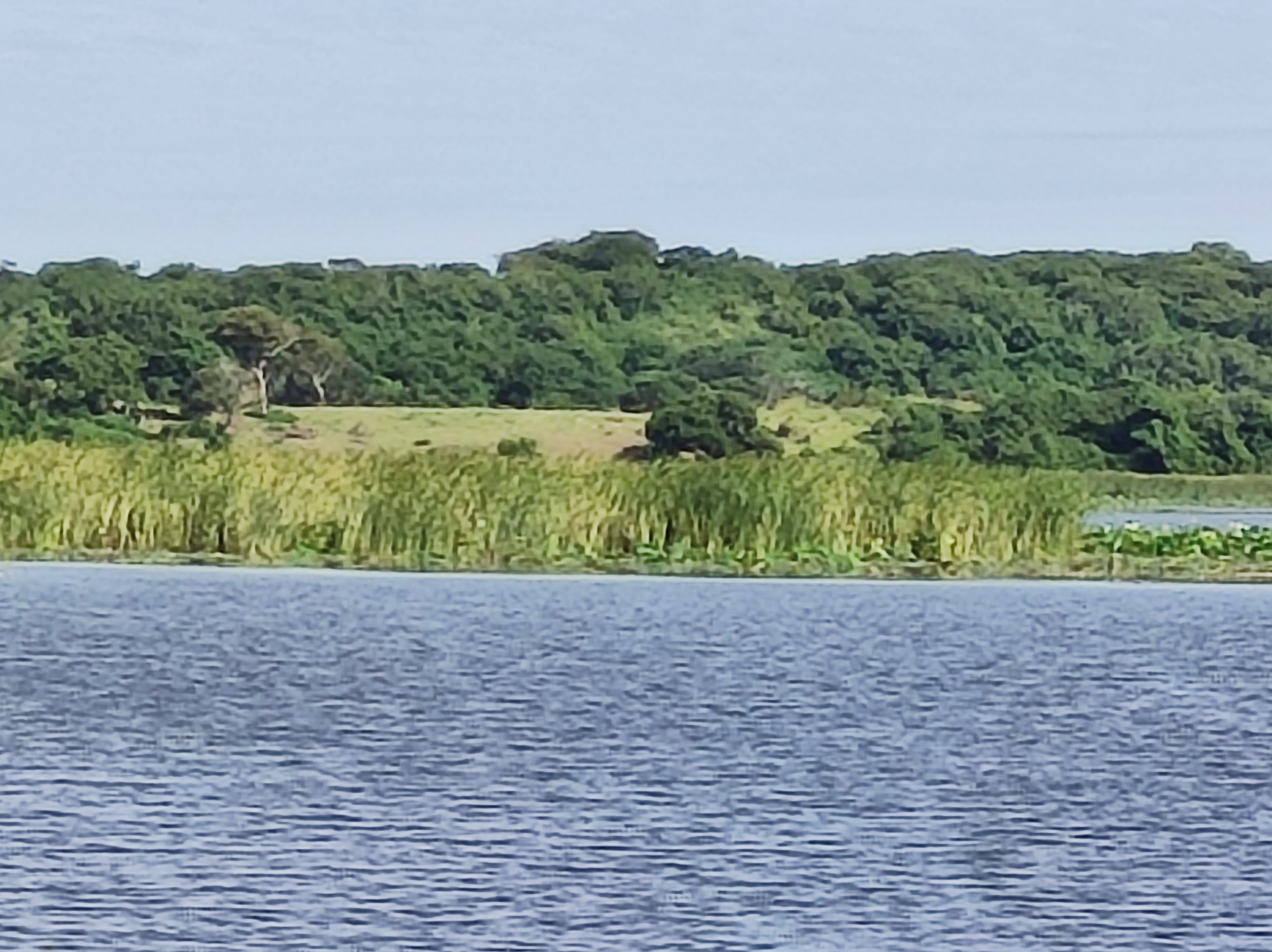 PALAPA YOYIS image 5