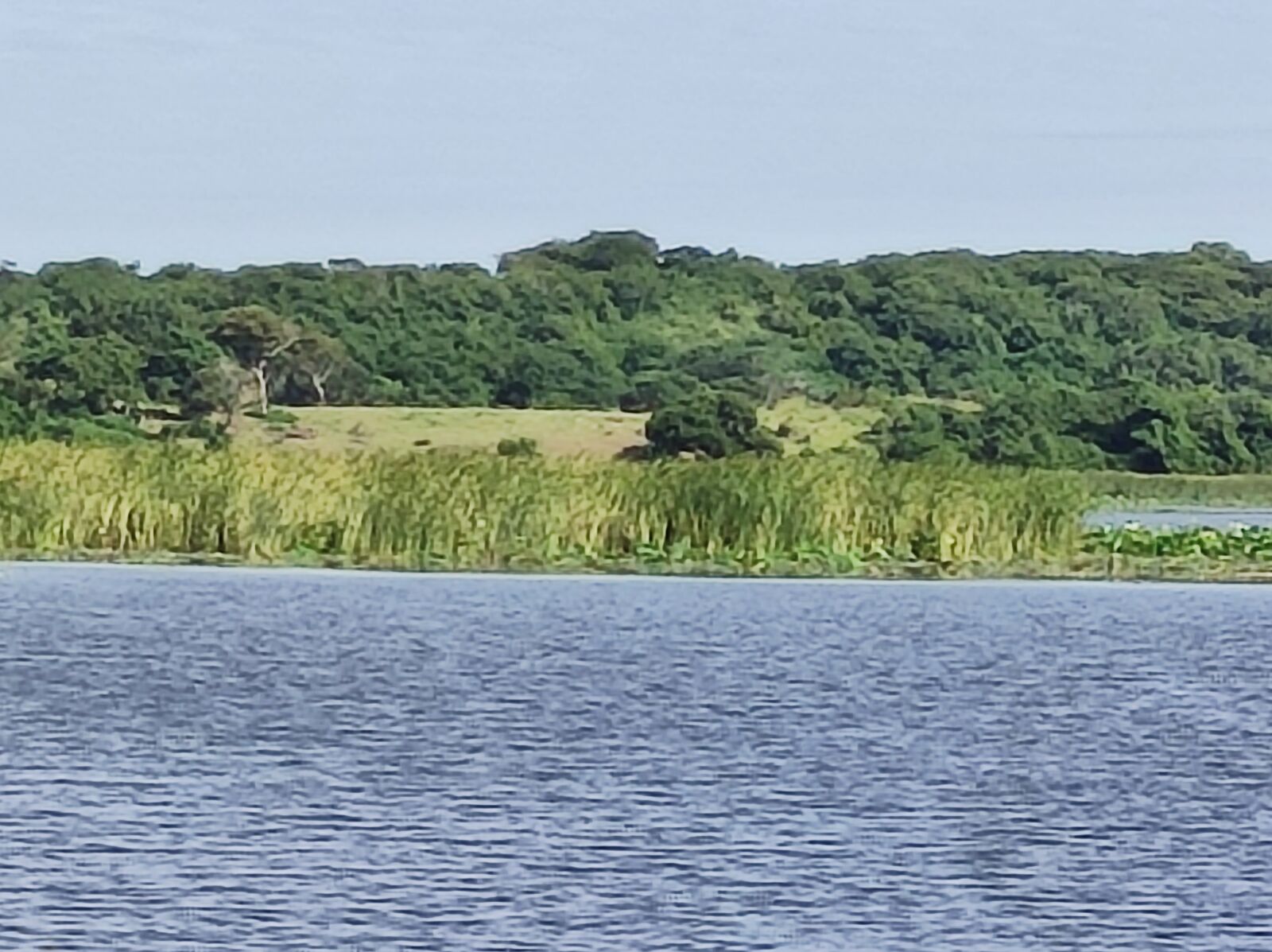 PALAPA YOYIS image 5