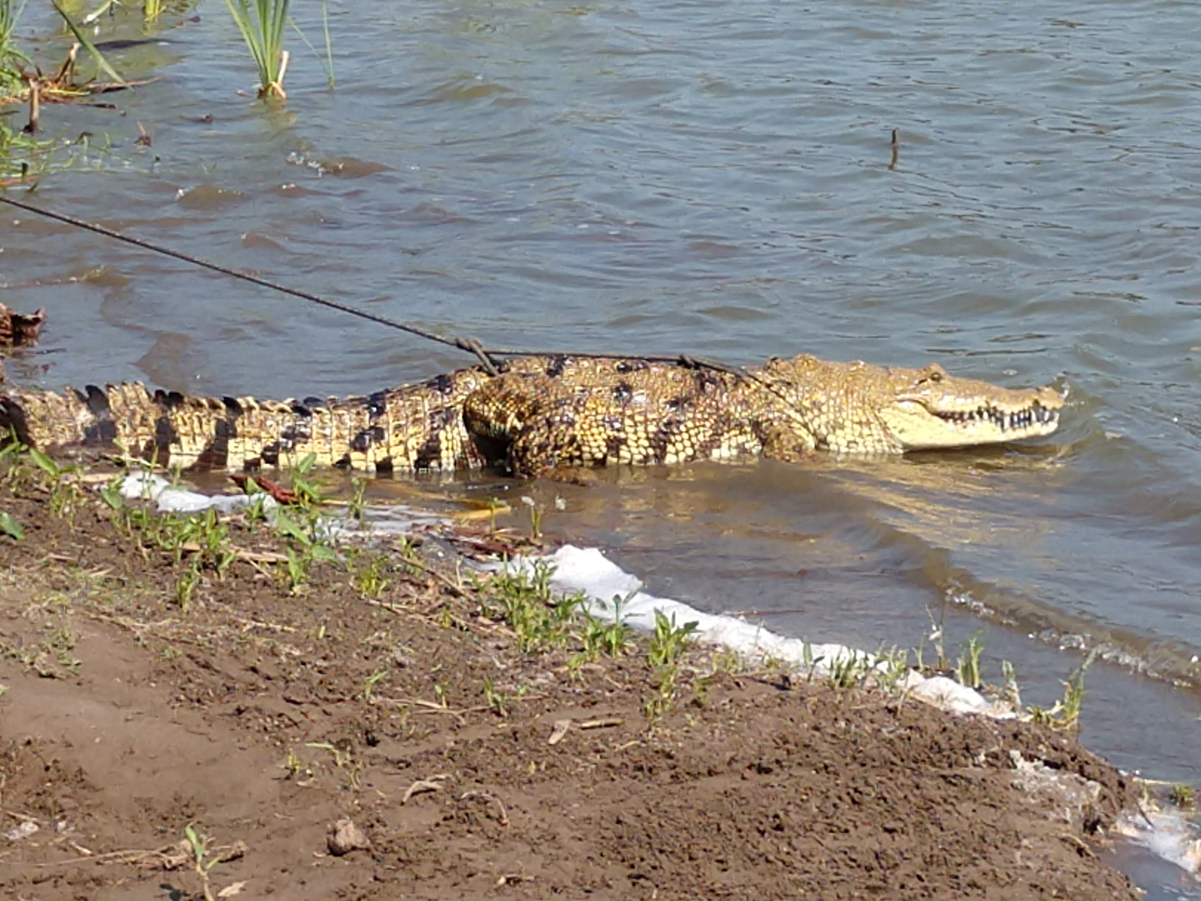 Restaurante Rincon Tropical image 10