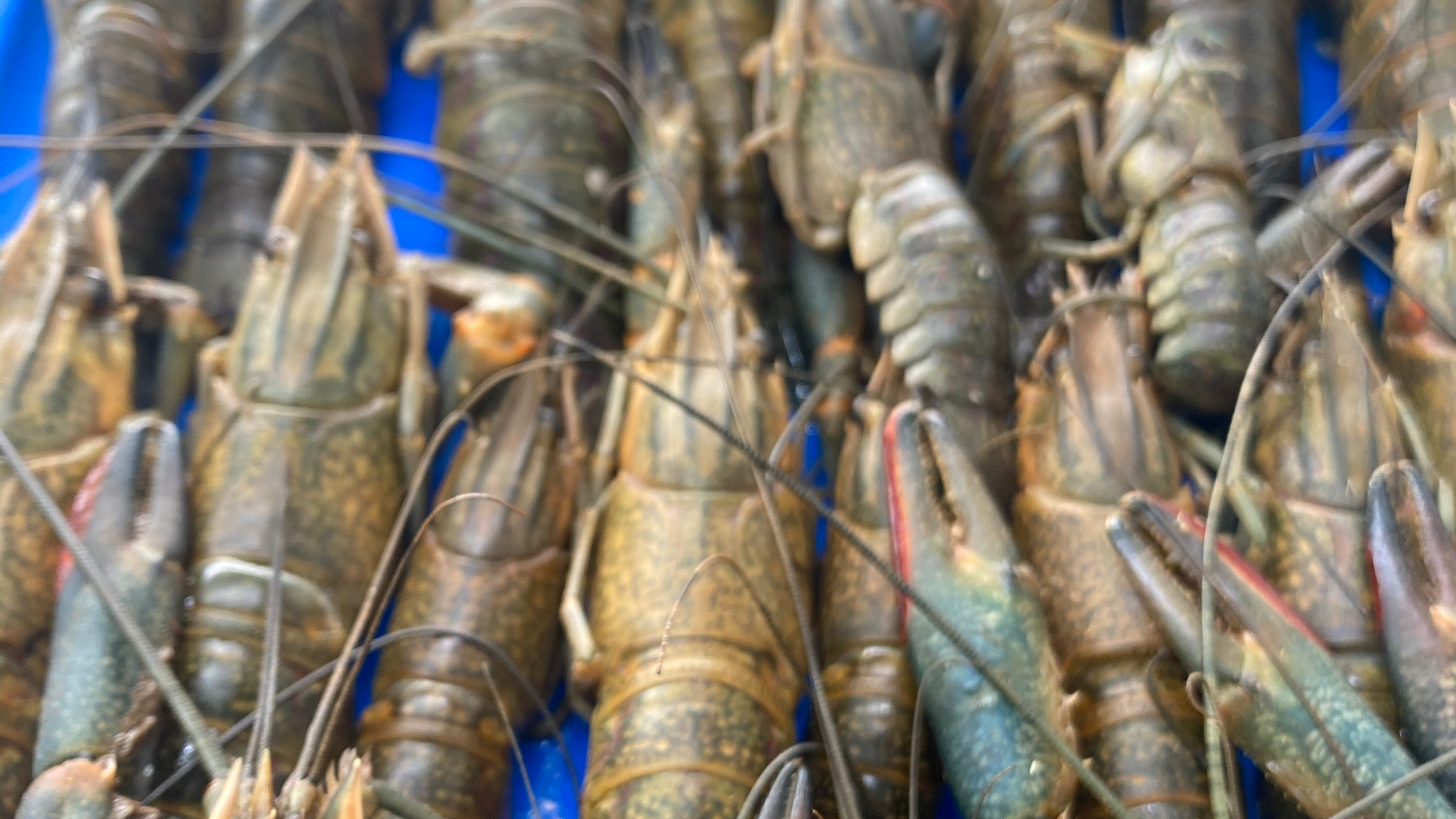 Mariscos Michoacan image 2