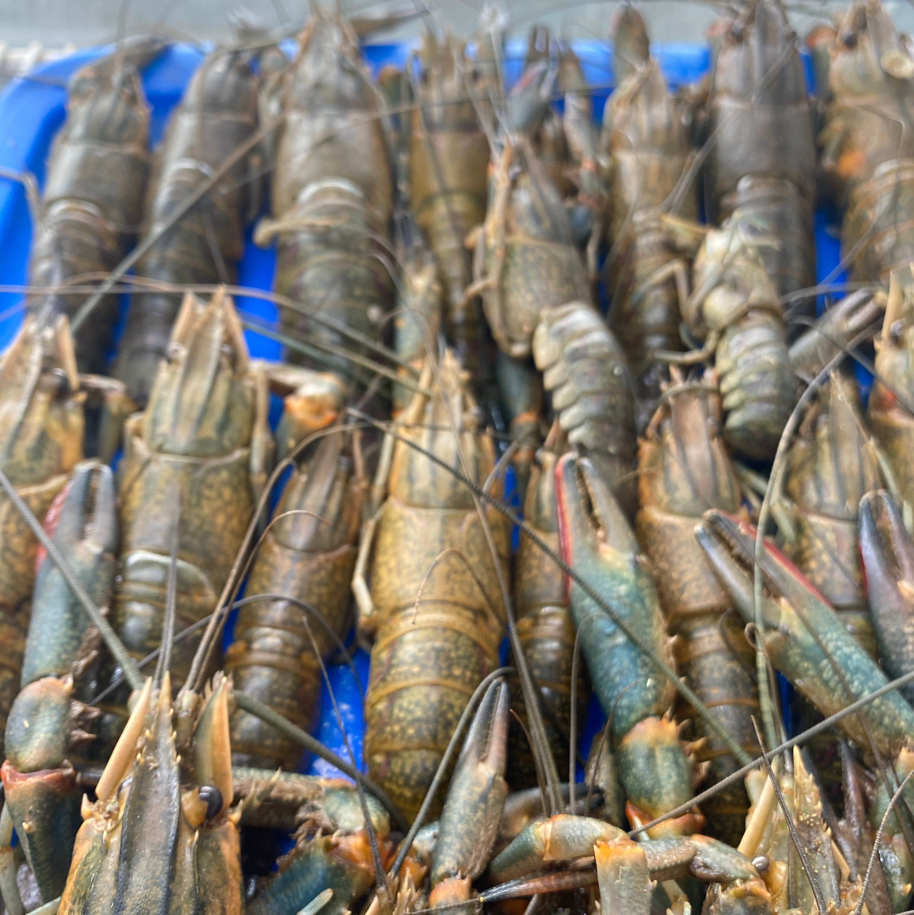 Mariscos Michoacan image 5