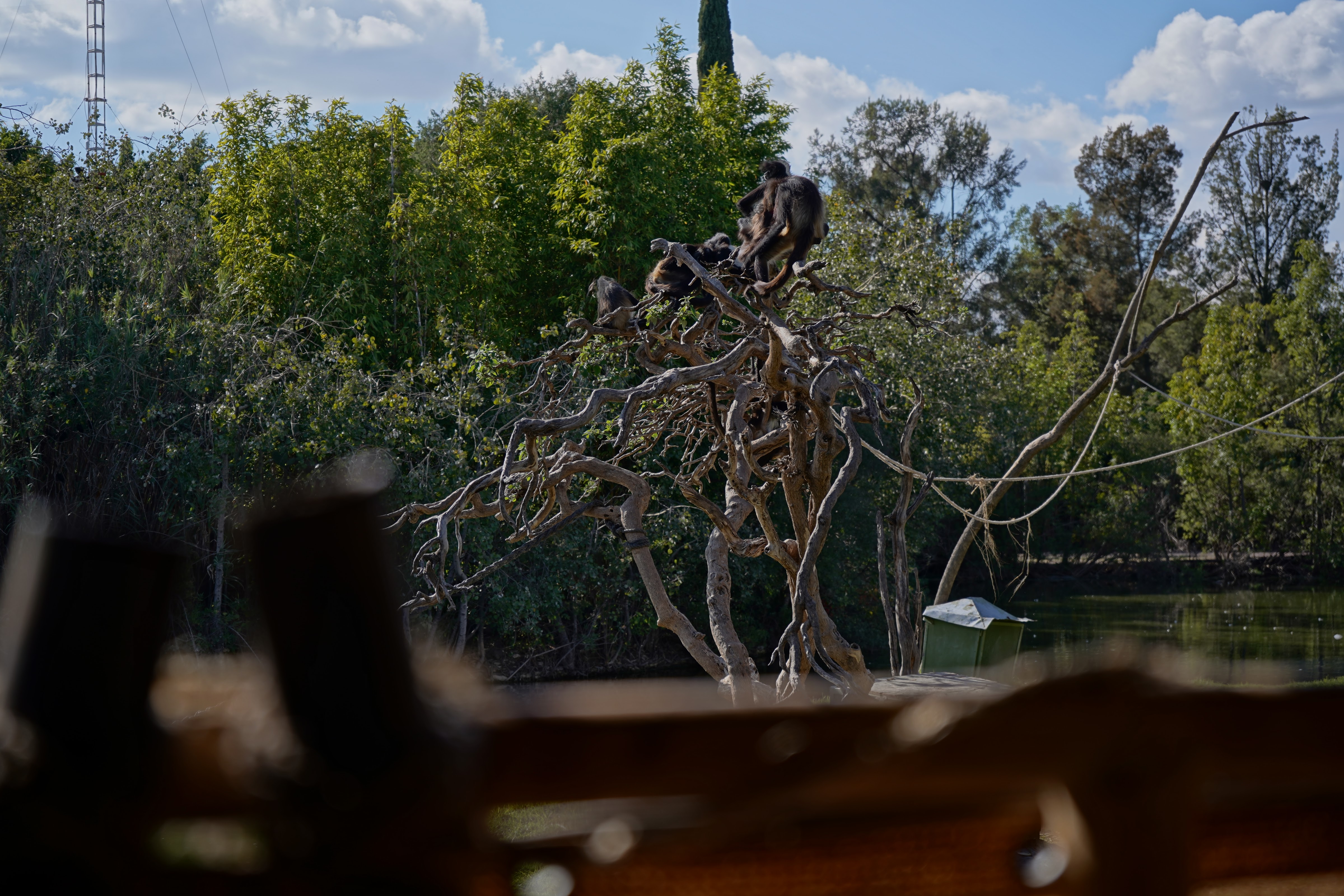 Restaurante Kilimanjaro Africam Safari image 9