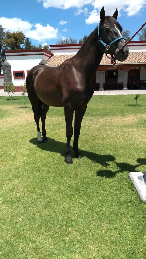 El Venadito image 1