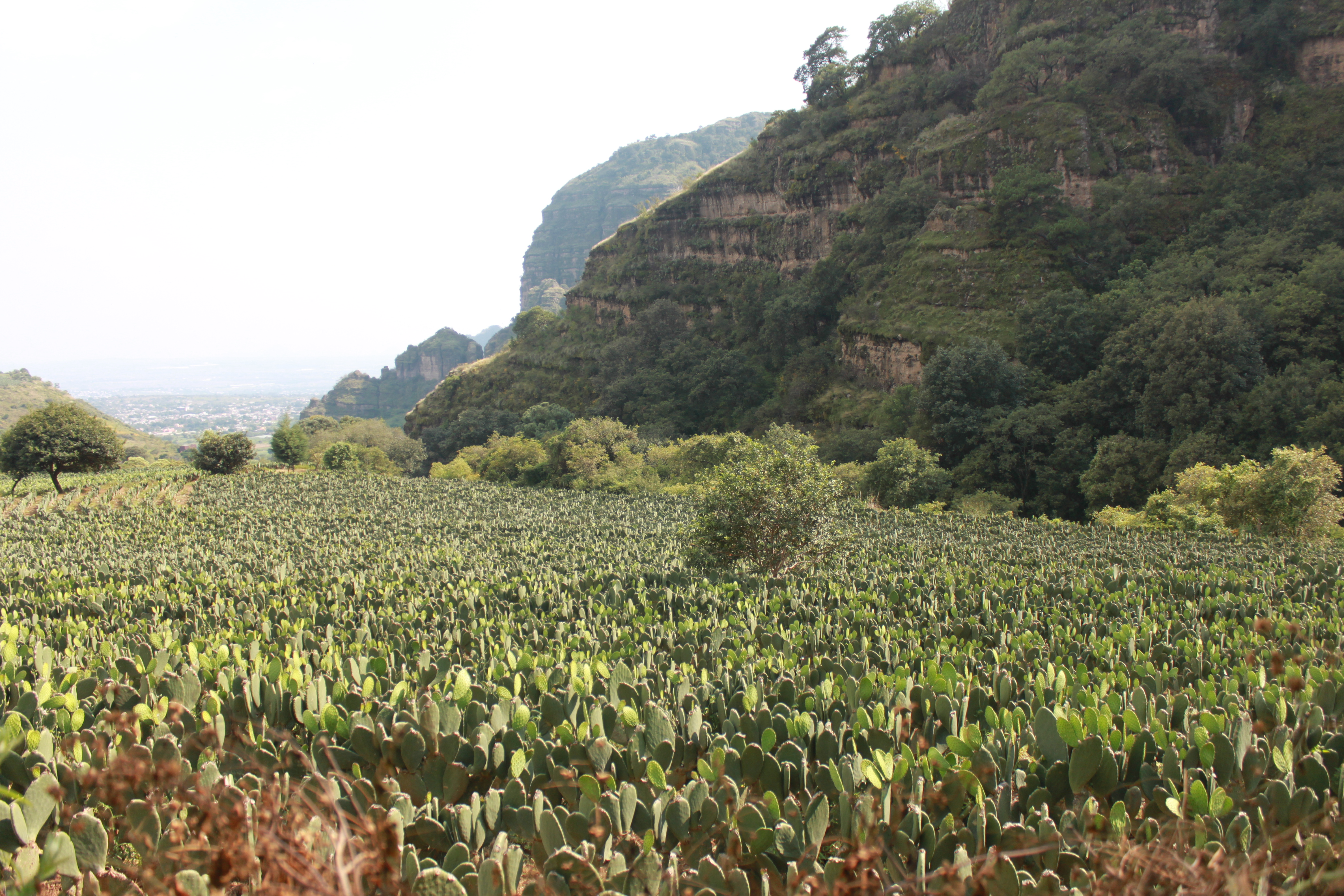 Centro Ecoturisco Los Laureles image 3