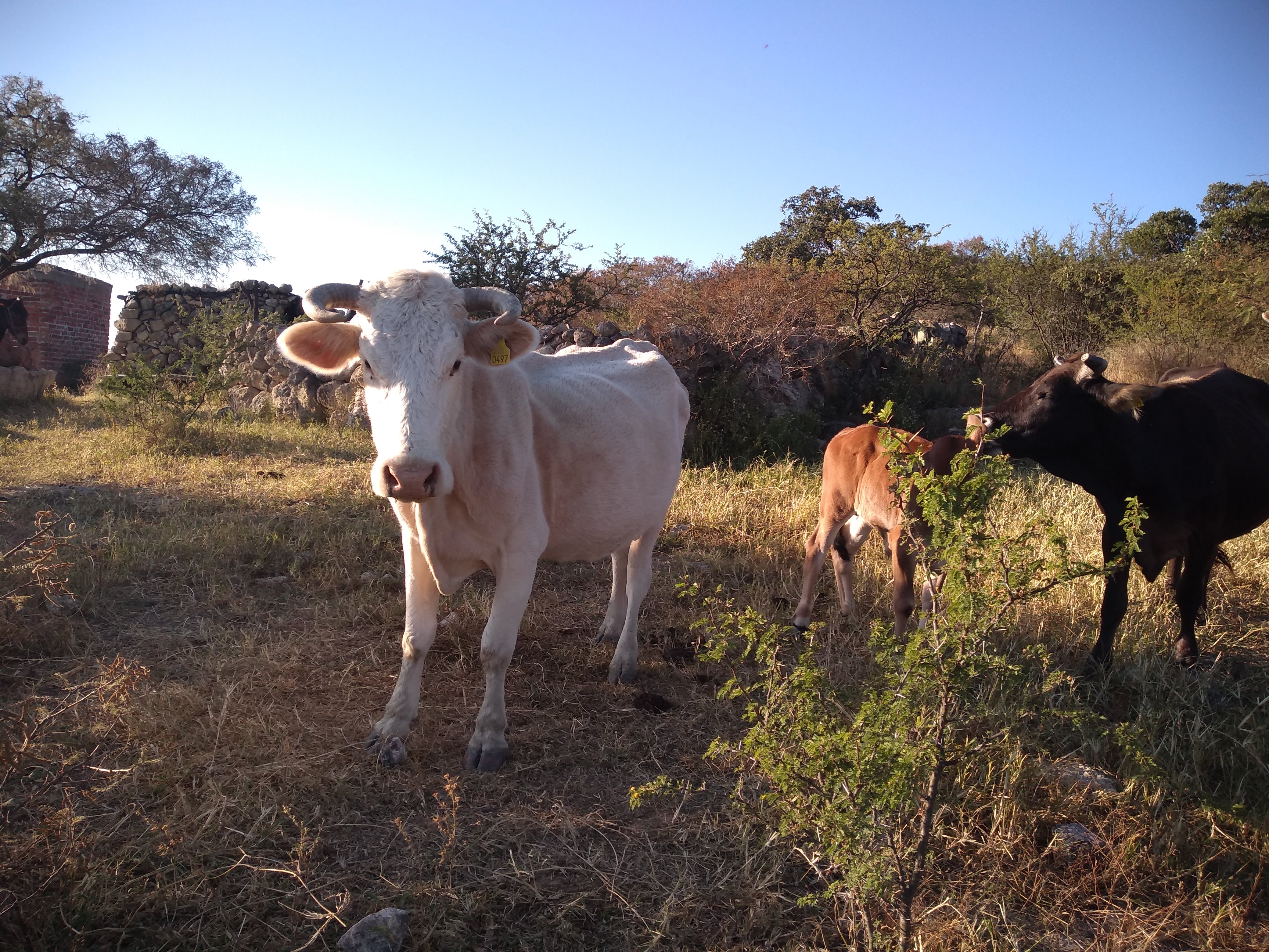 eventos "vaqueros" image 1