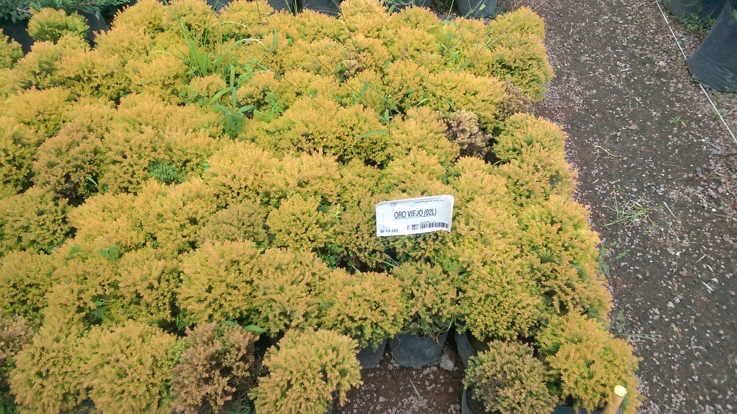 Ruta 160 Micheladas Y Alitas image 3