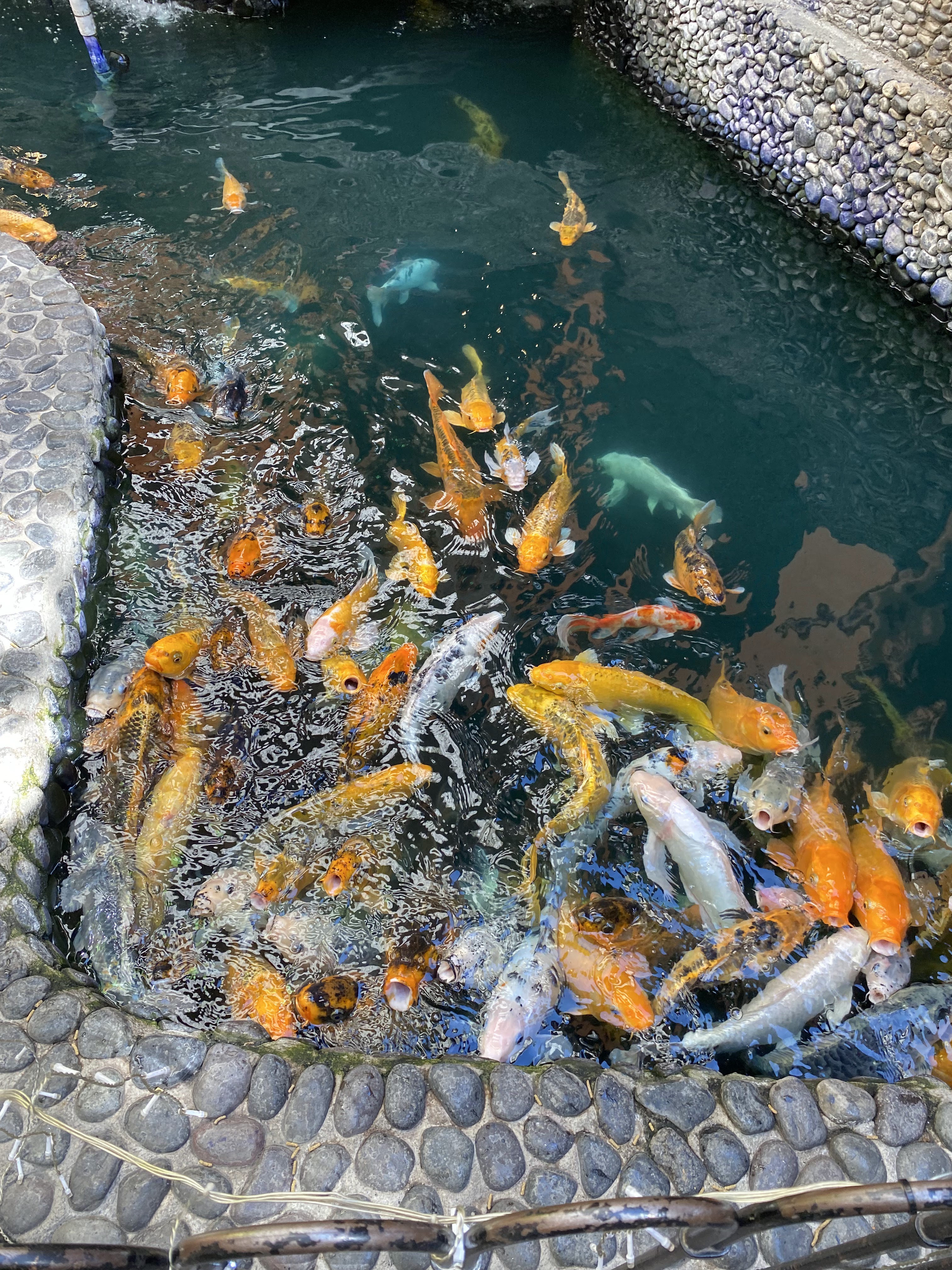 Misión Cotija image 4