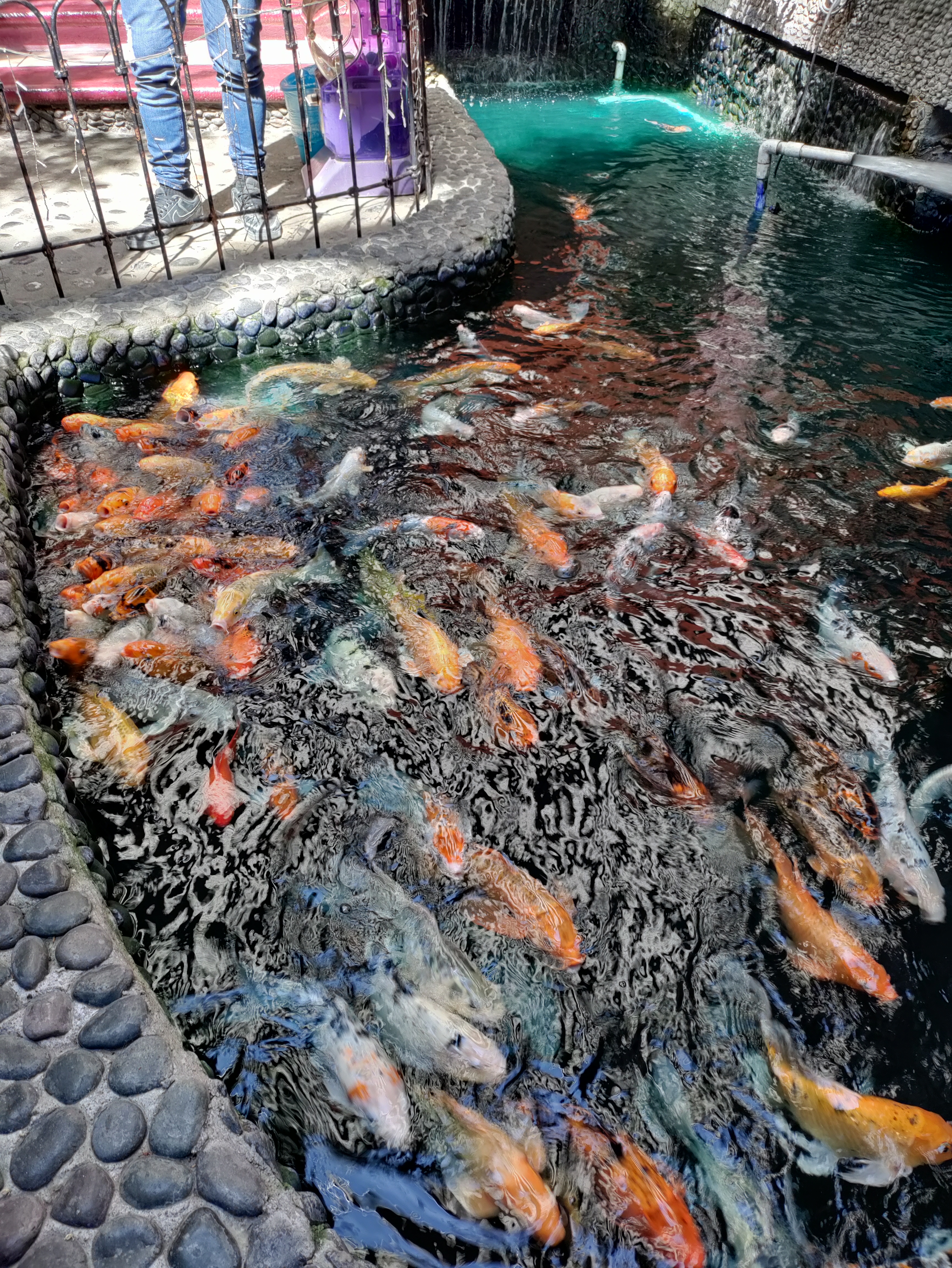 Misión Cotija image 10