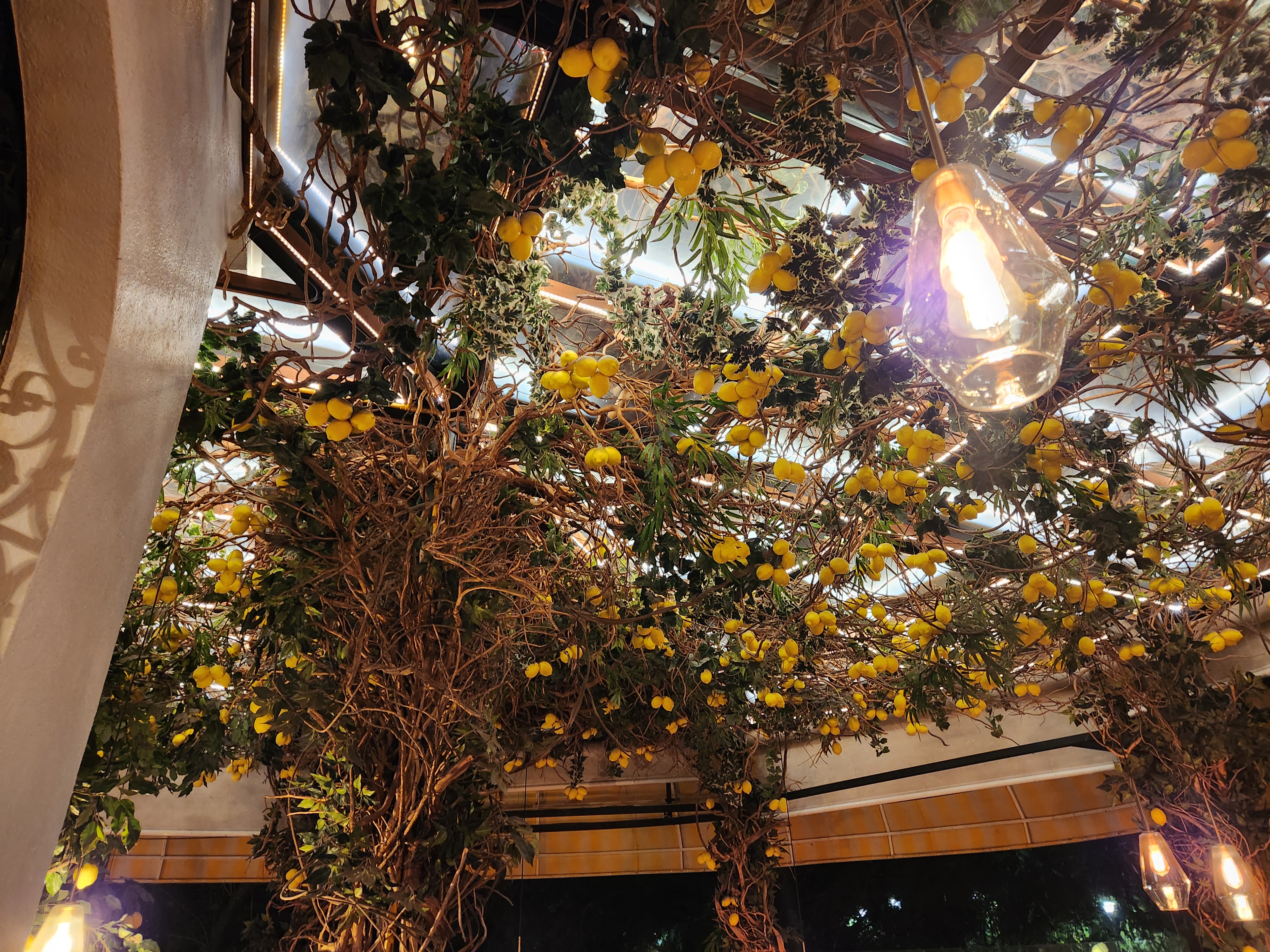 Mandolina Polanco image 8