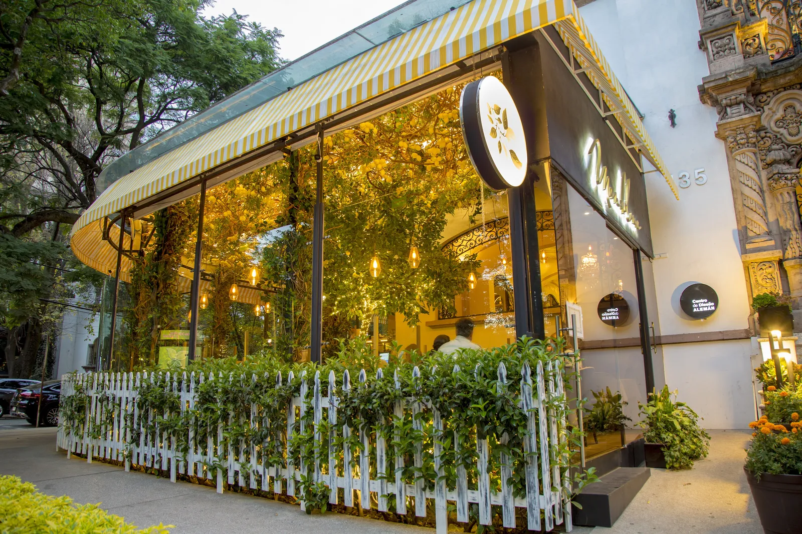 Mandolina Polanco image 10