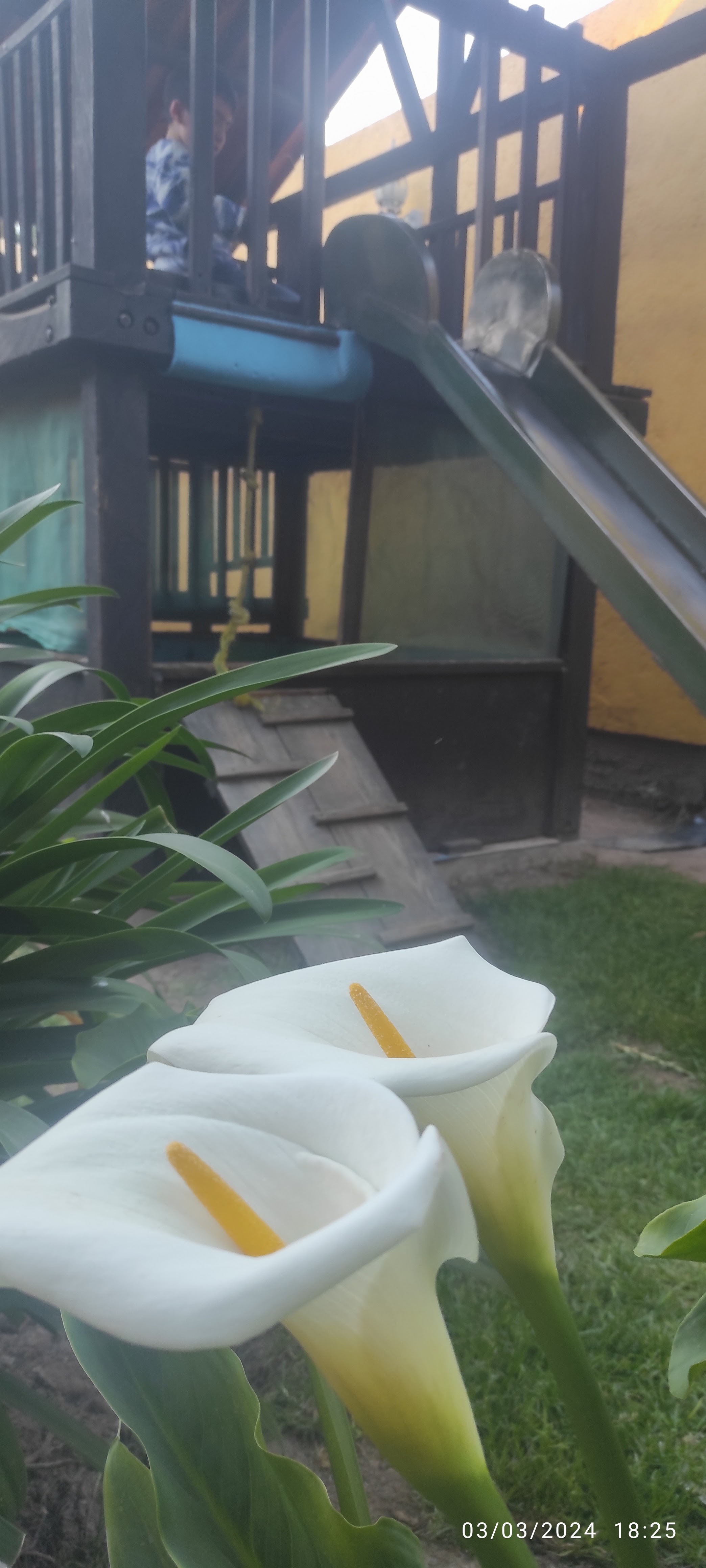 MEZQUITE Restaurant Bar image 4