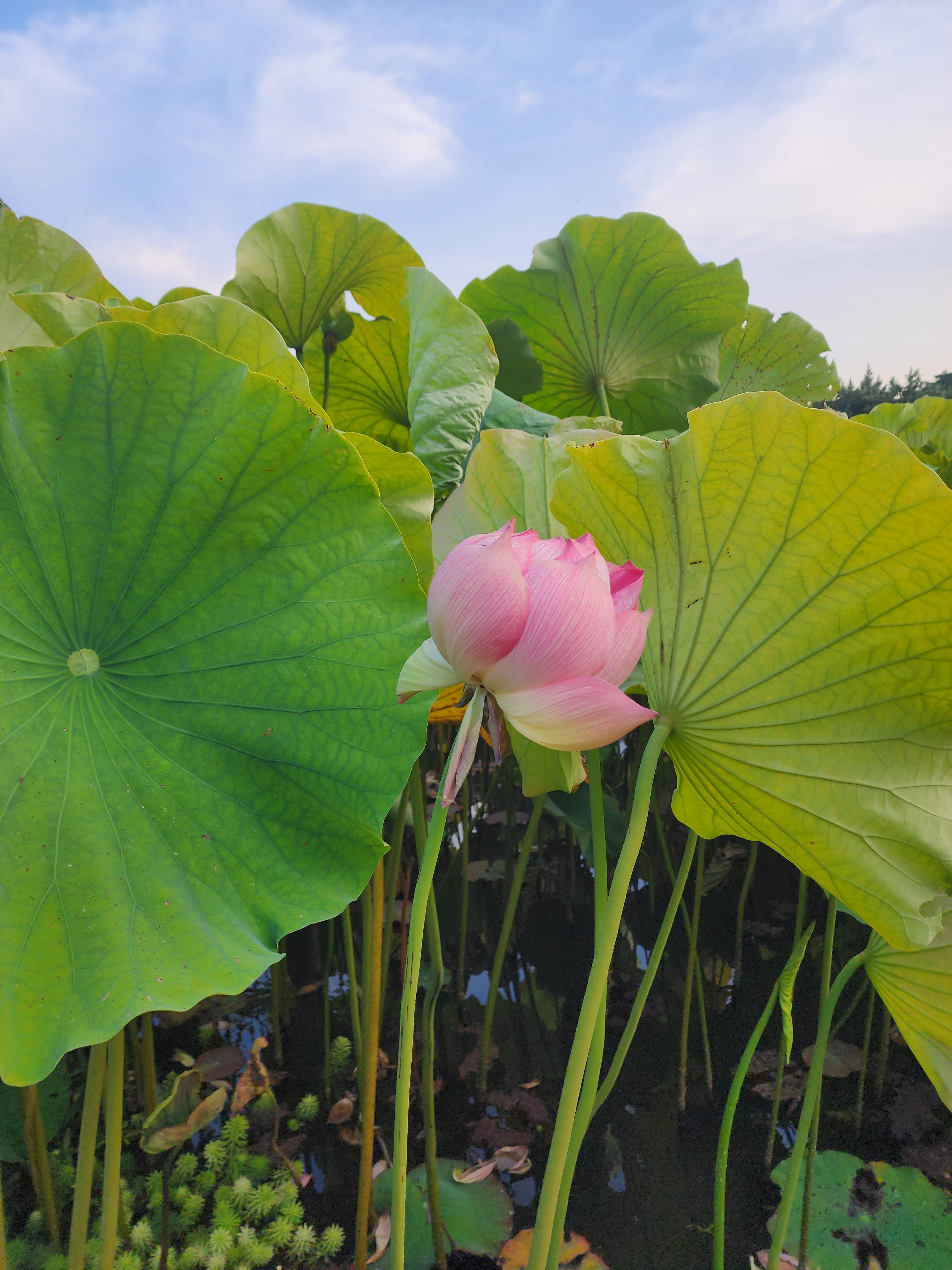Restaurante Huayacán image 7