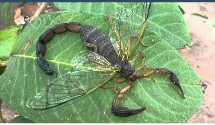 Pizzas Mixes image 10